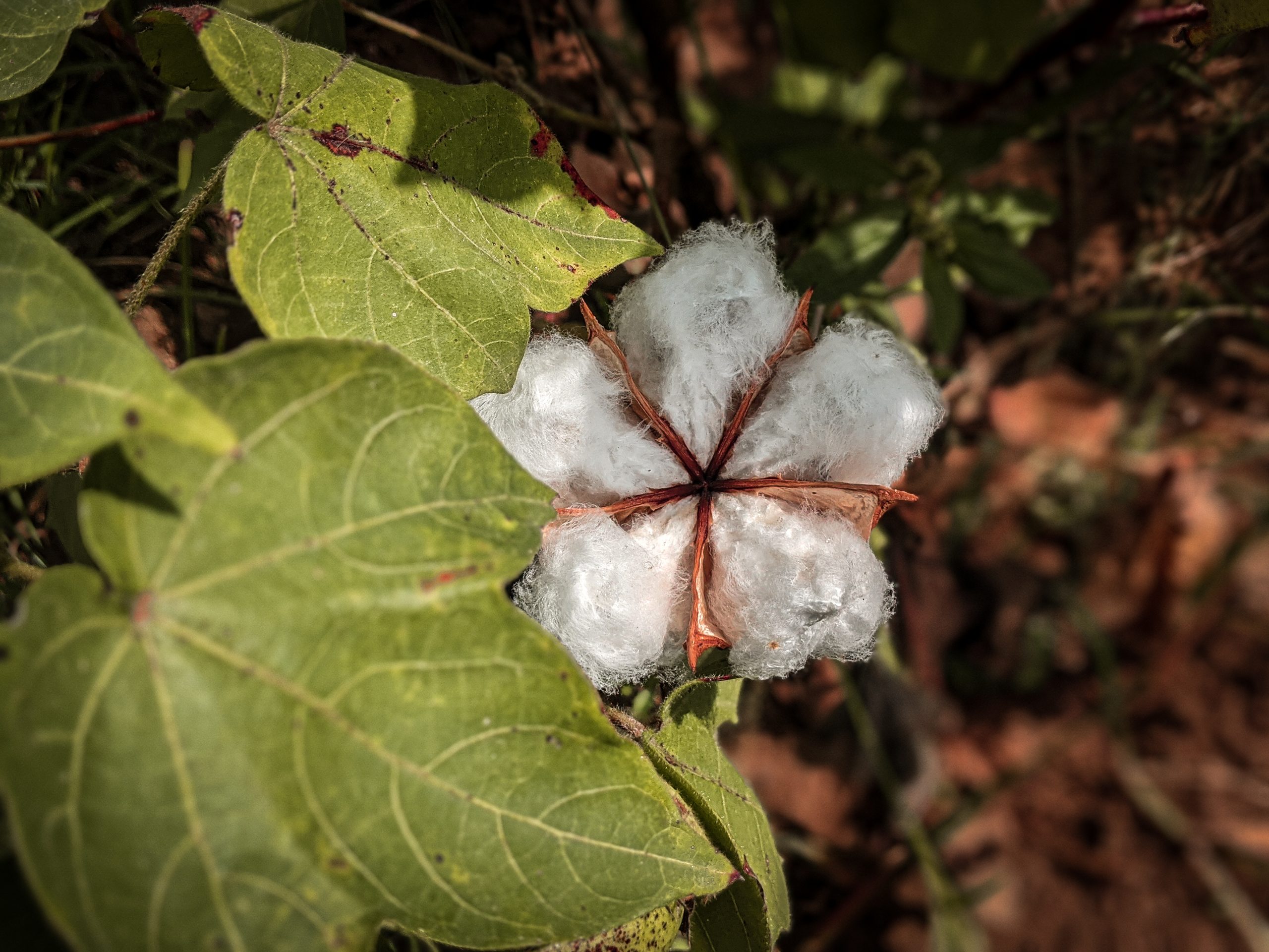 A cotton plant