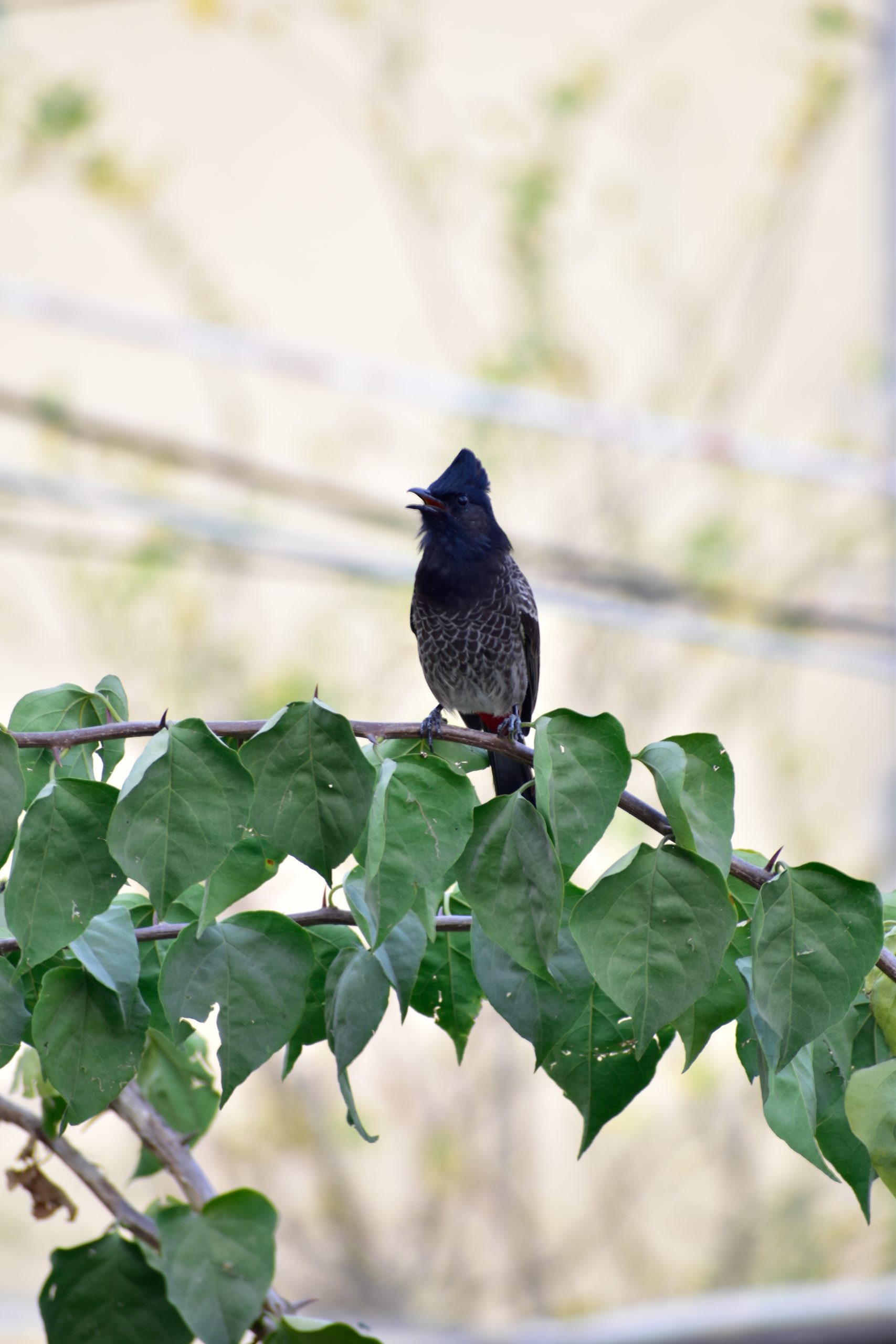 Bird Sitting on tree