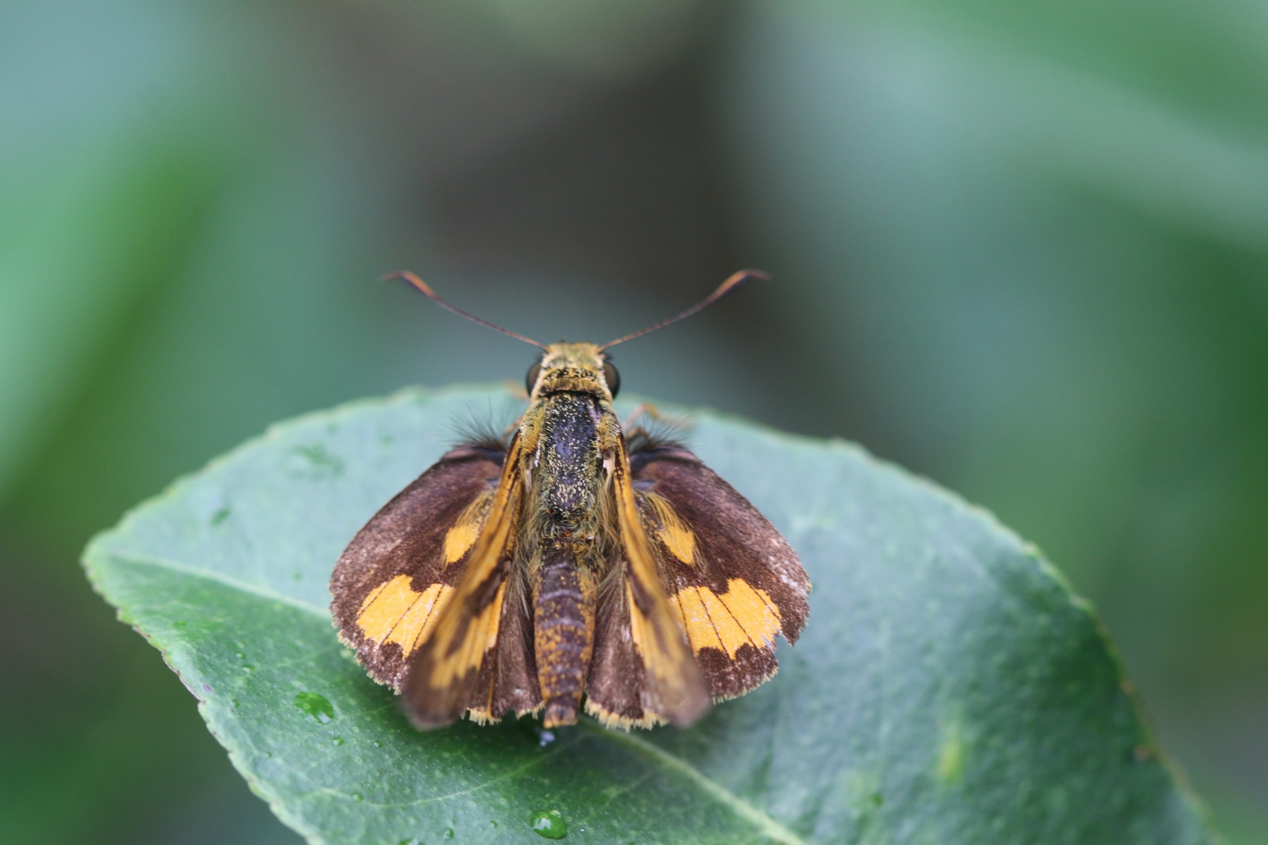 Moth on leaf