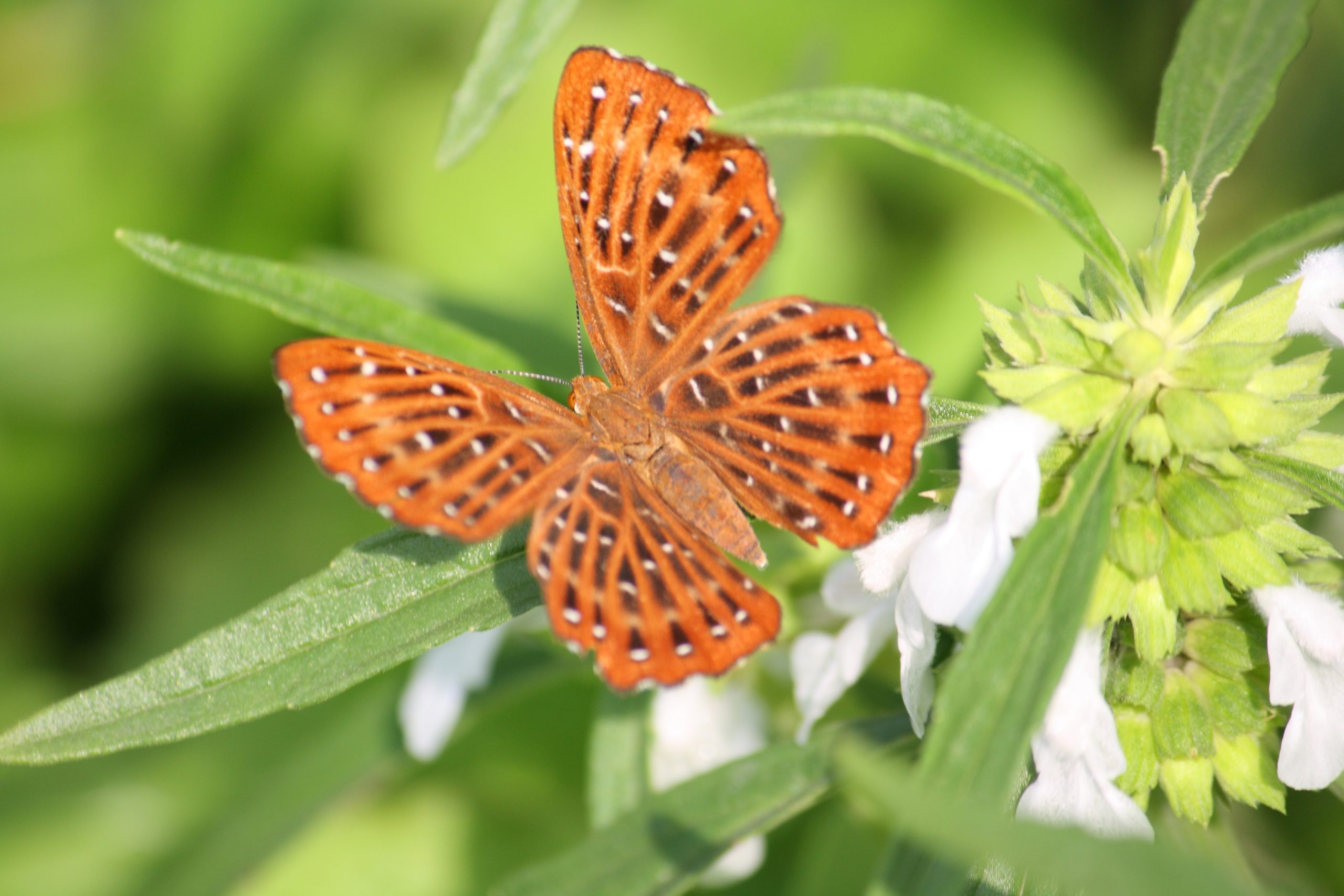 butterfly on leaf