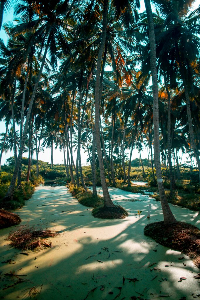 Beautiful coconut farm PixaHive