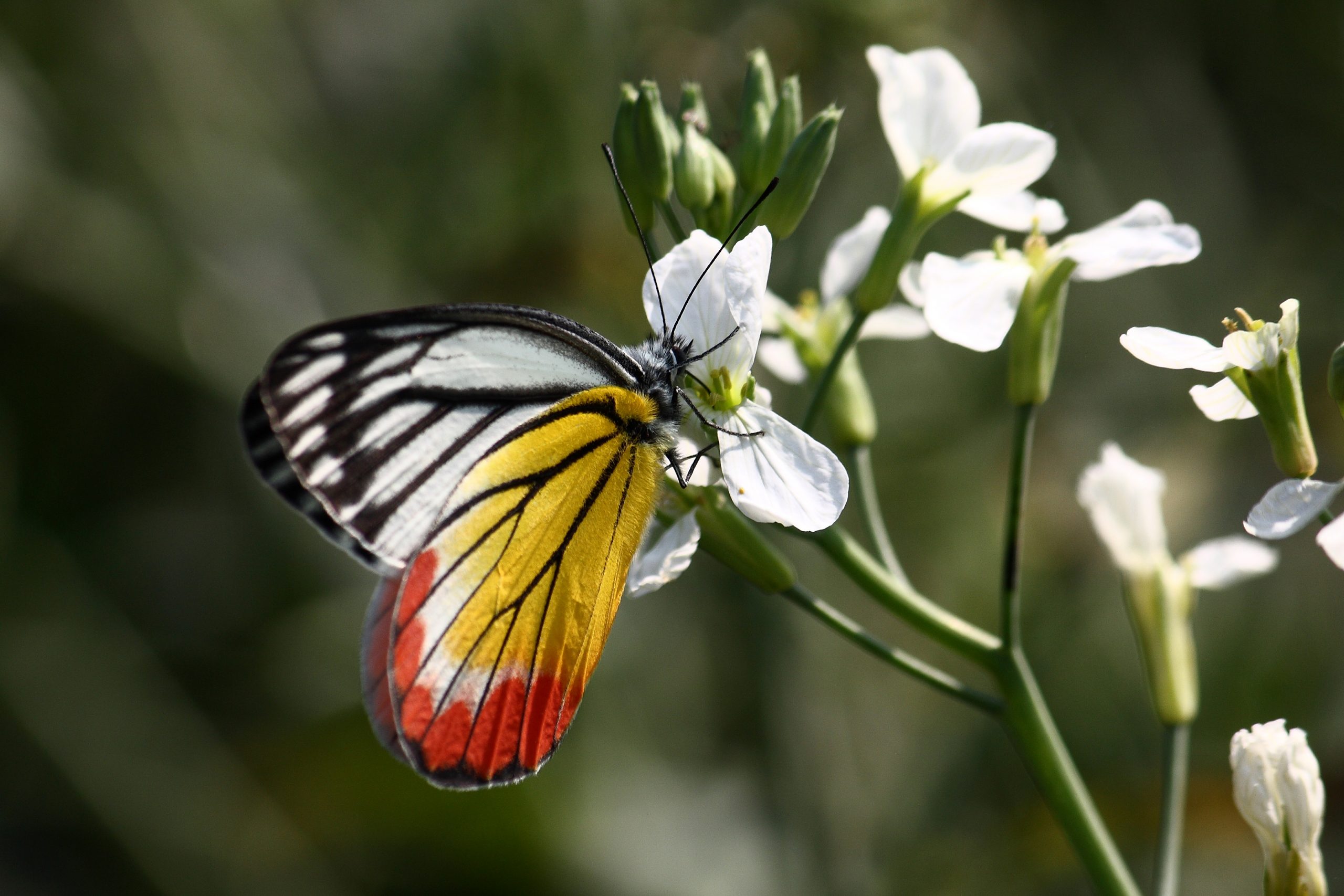 Beauty of Colorful Butterfly