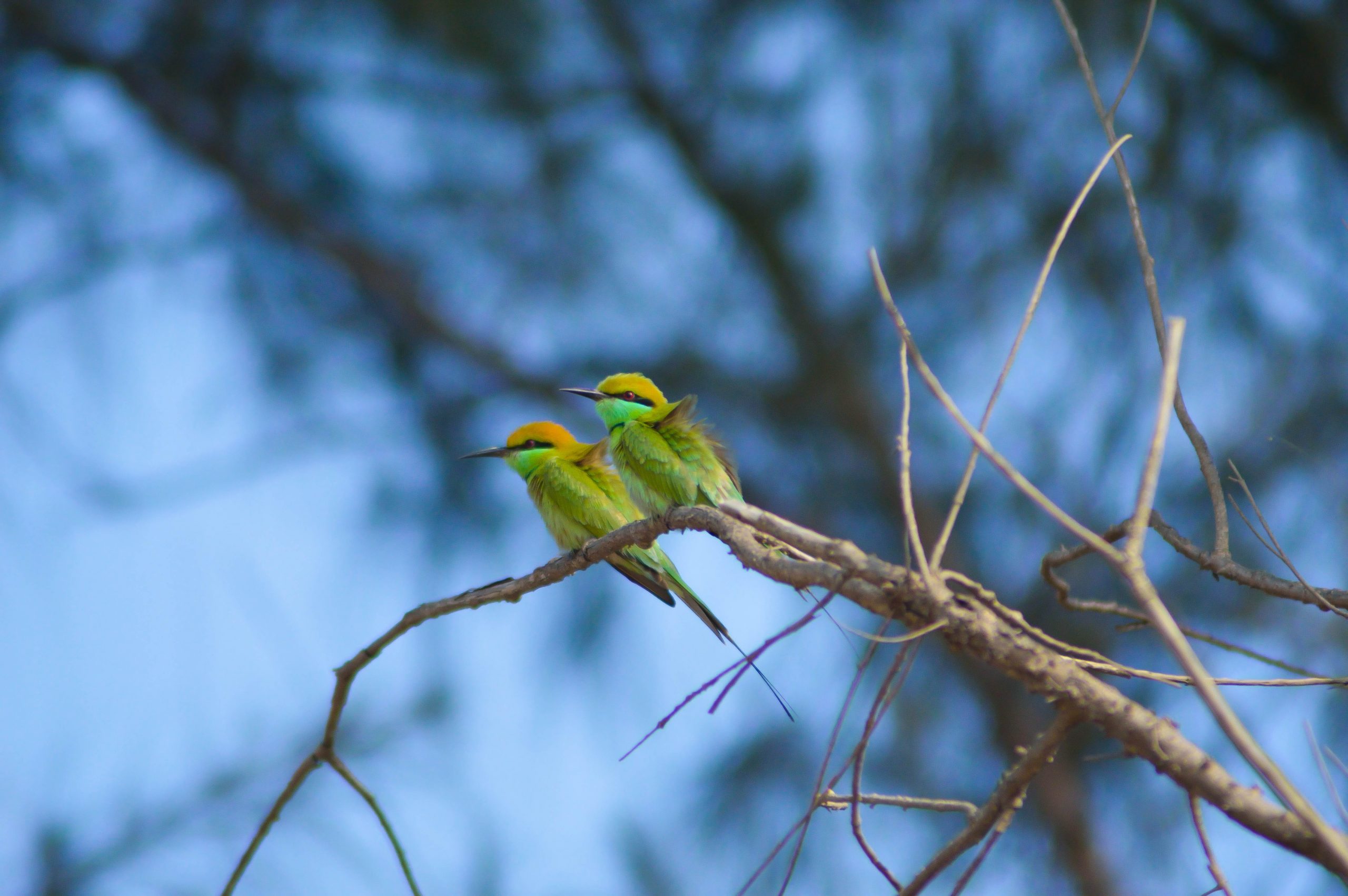 Bee eaters on a branch