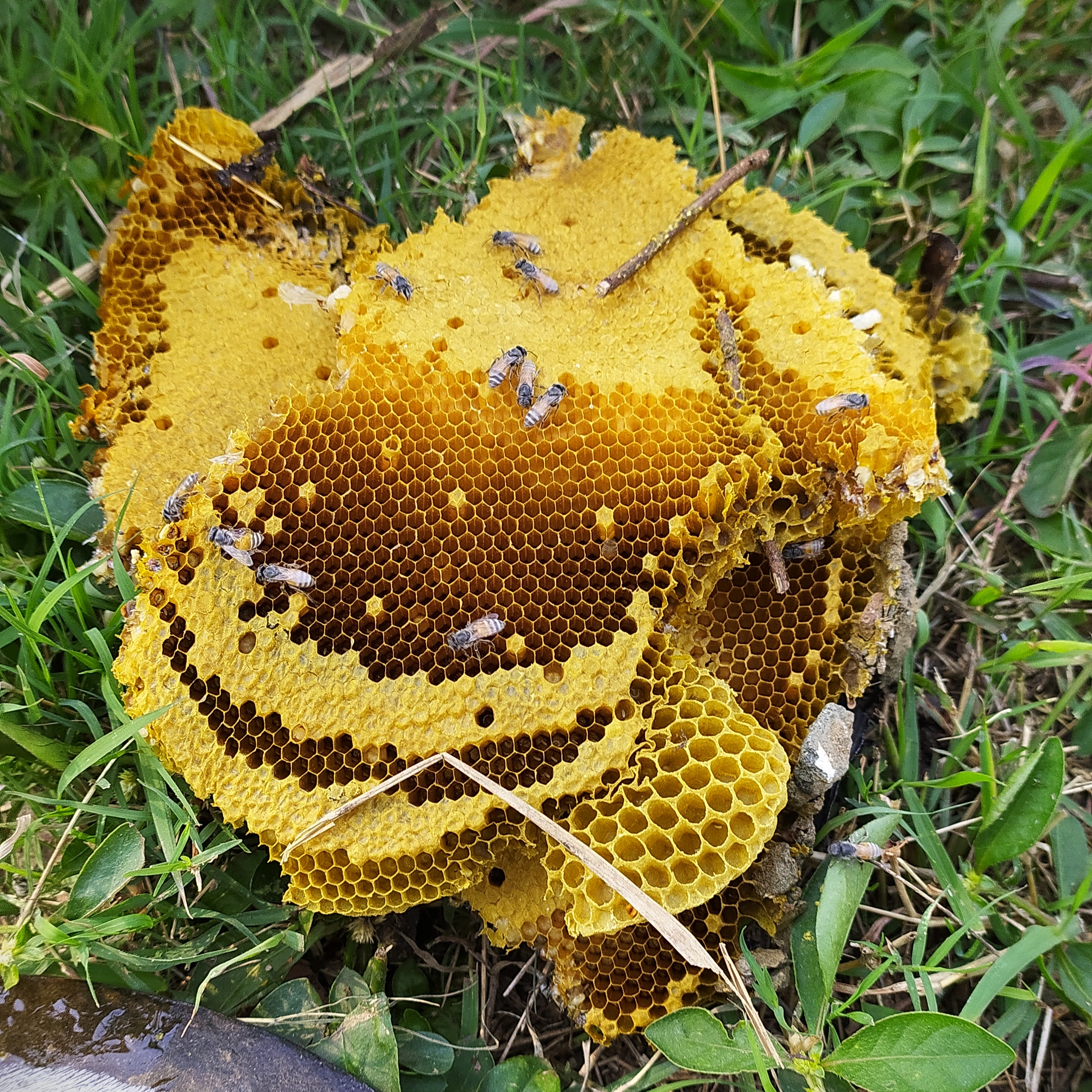 Beehive of hone bees