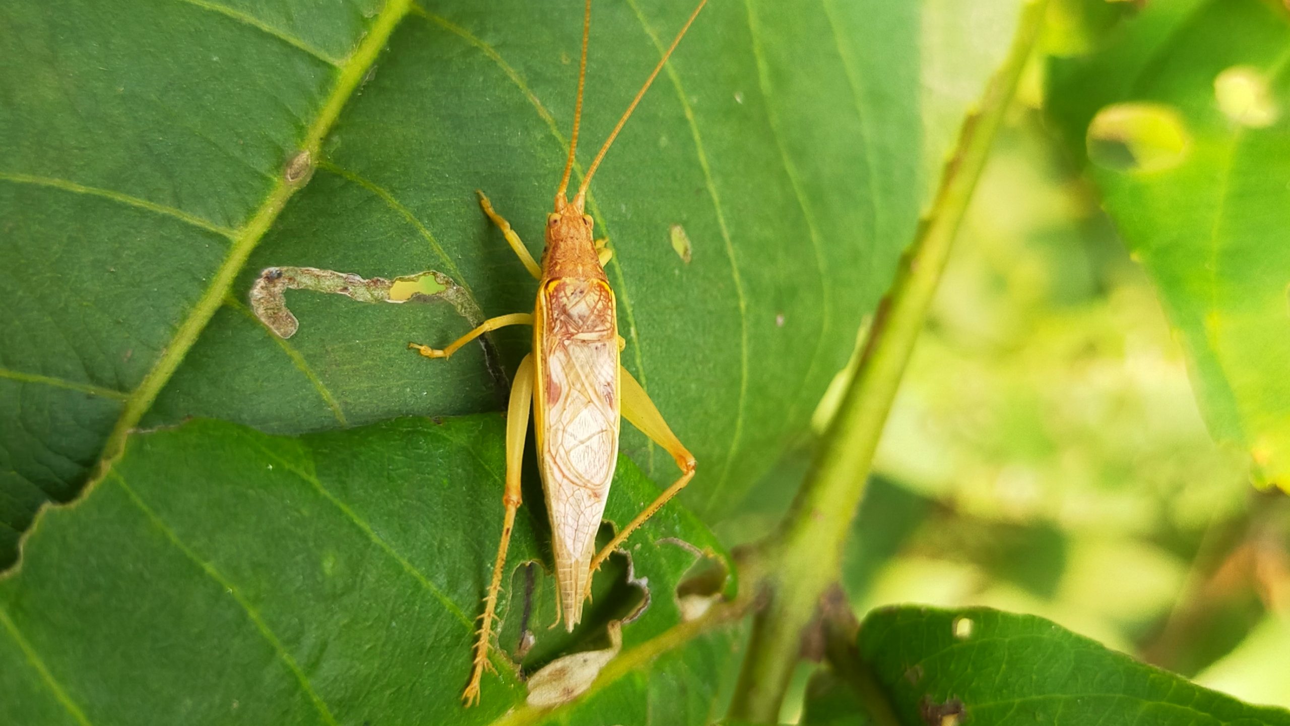 Beetle on leaf