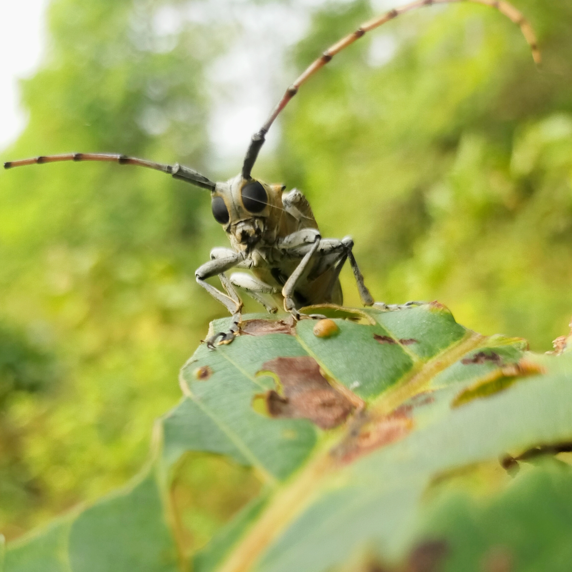 Beetle on leaf