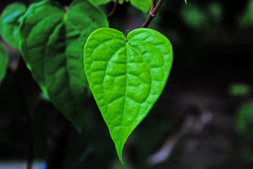 Betel Leaf - PixaHive