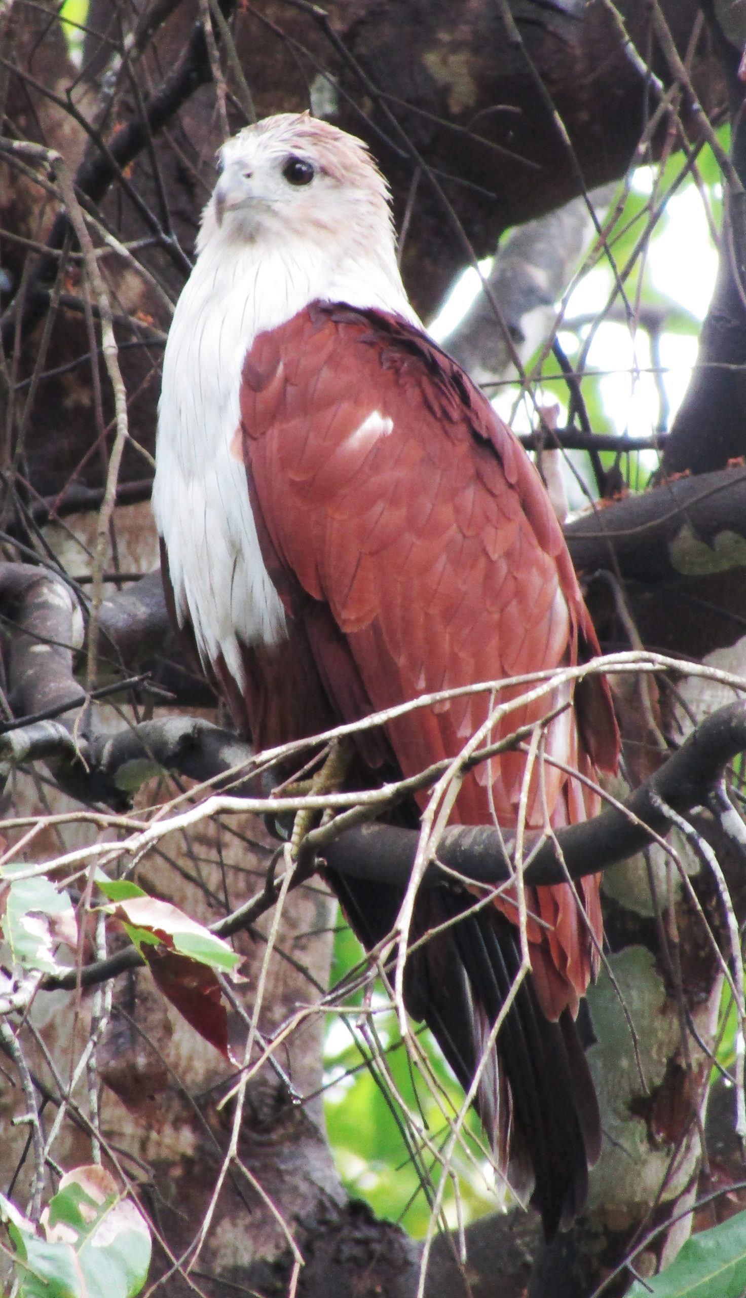 An eagle bird on a twig