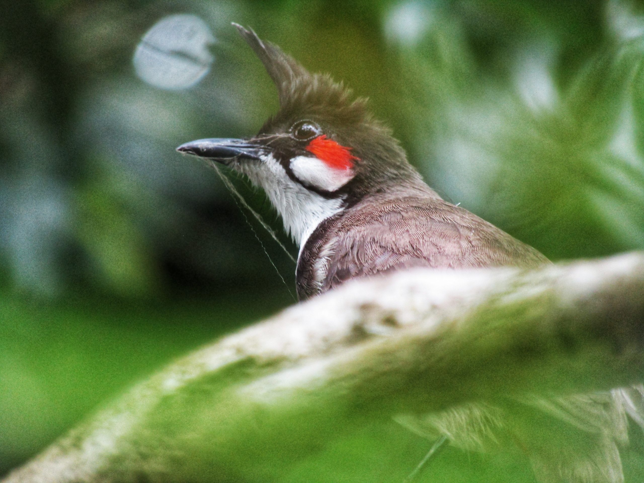 close up of bird
