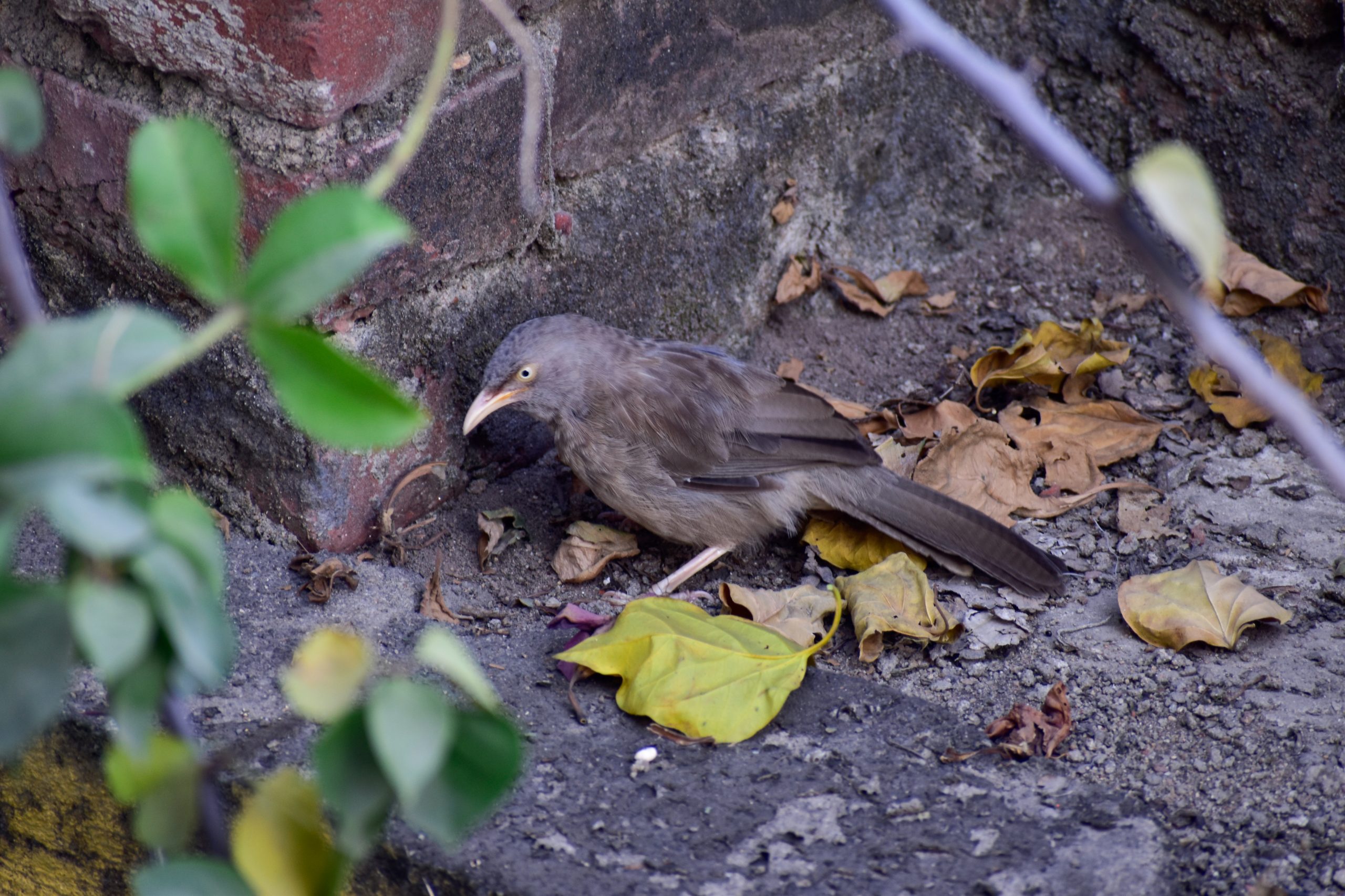 sitting bird