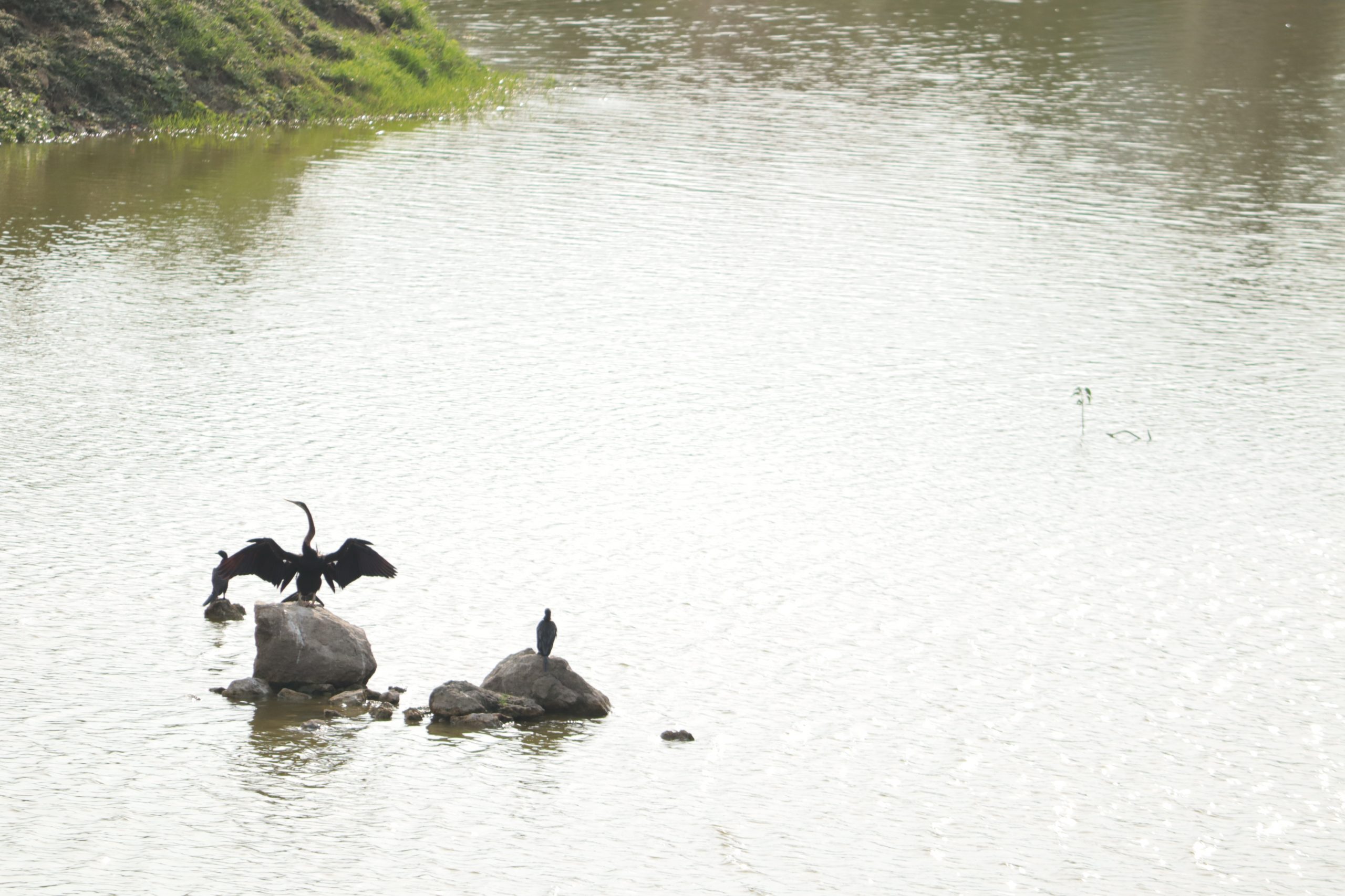 Birds in lake