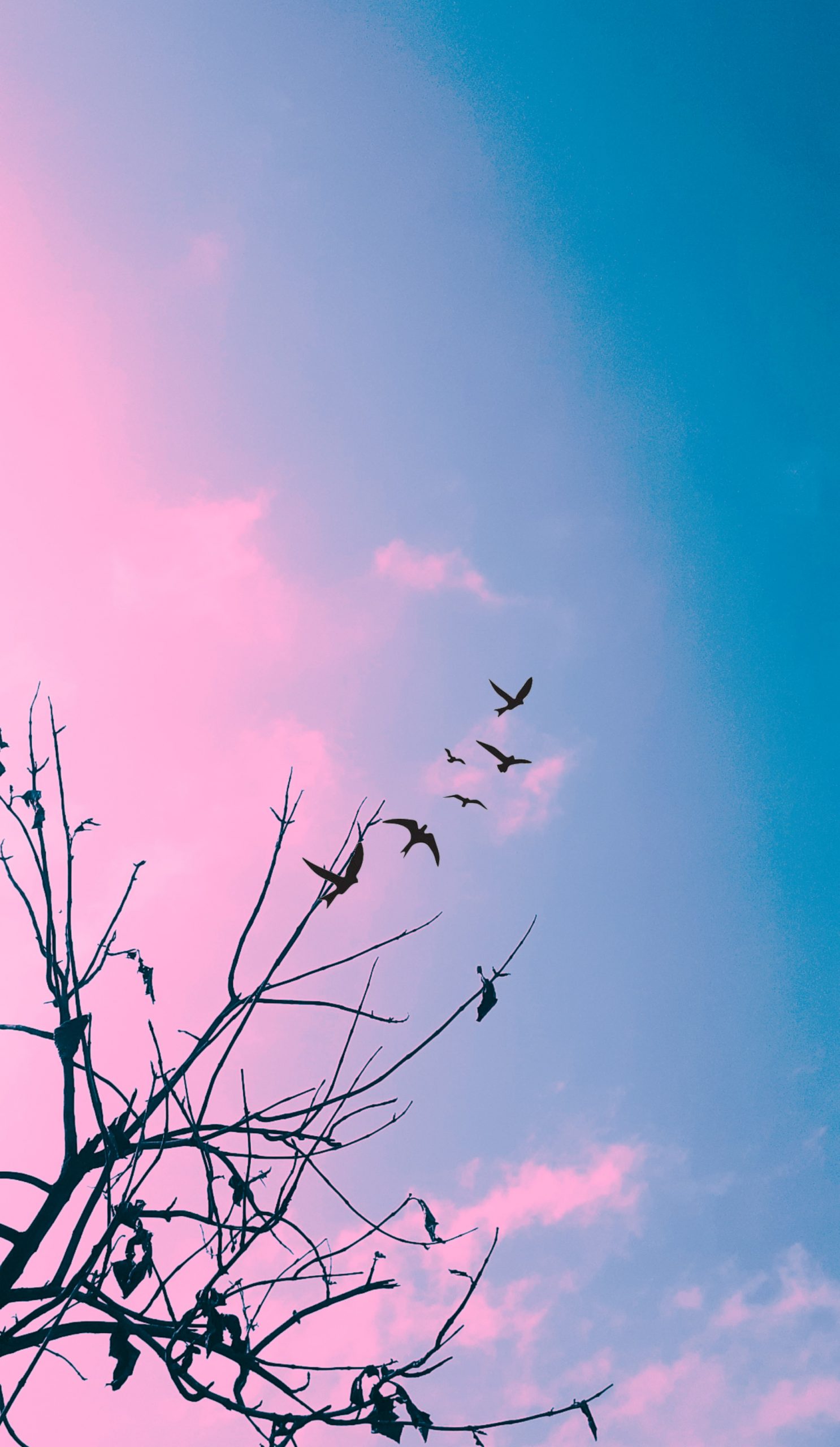 Birds and sky