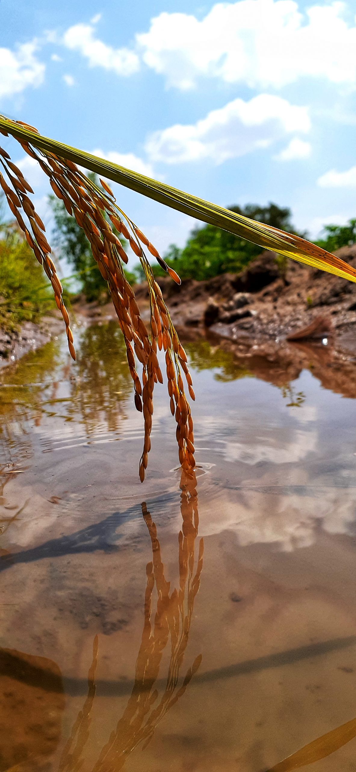 A plant bend on a river