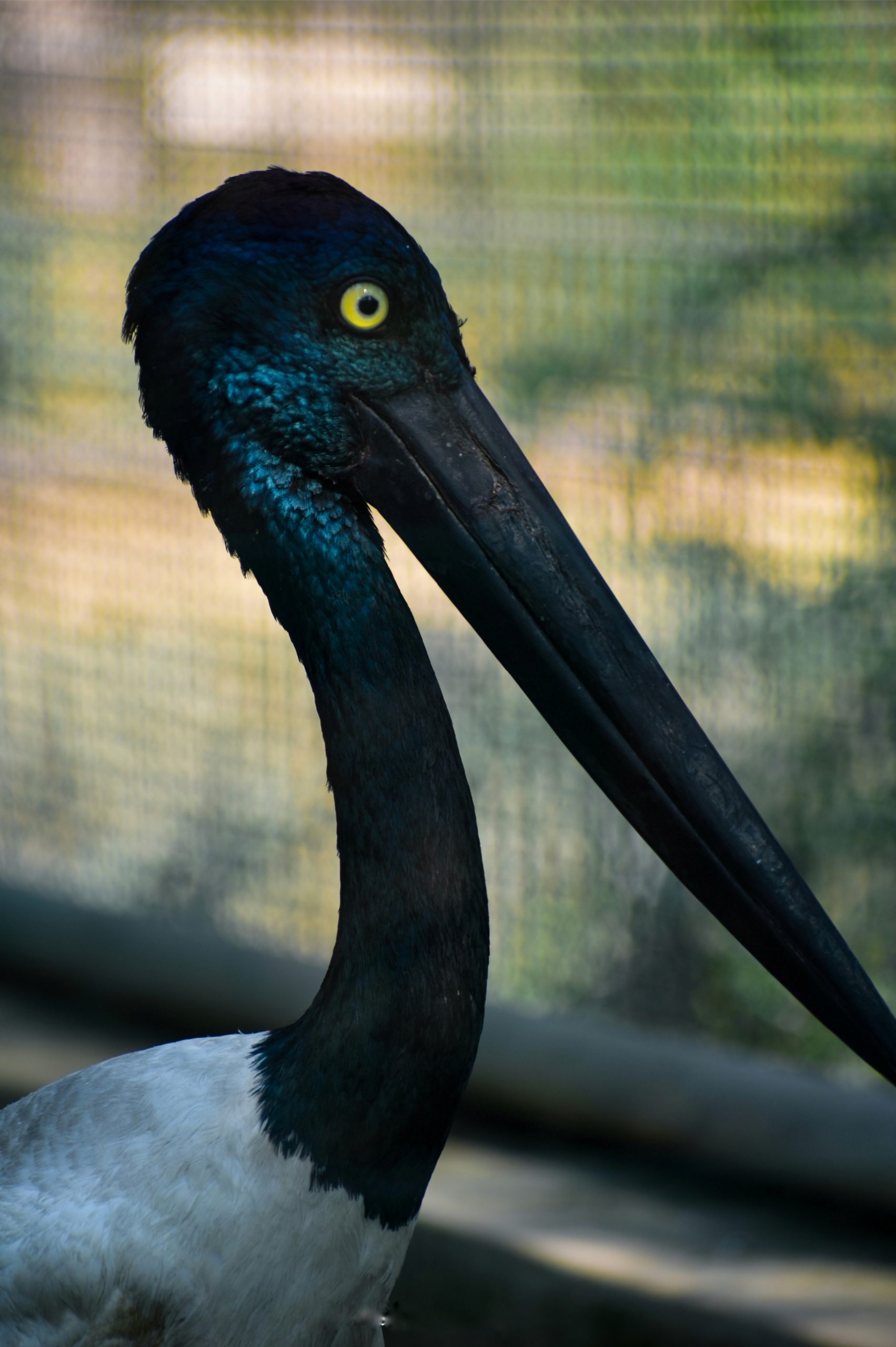 Black Necked Stork