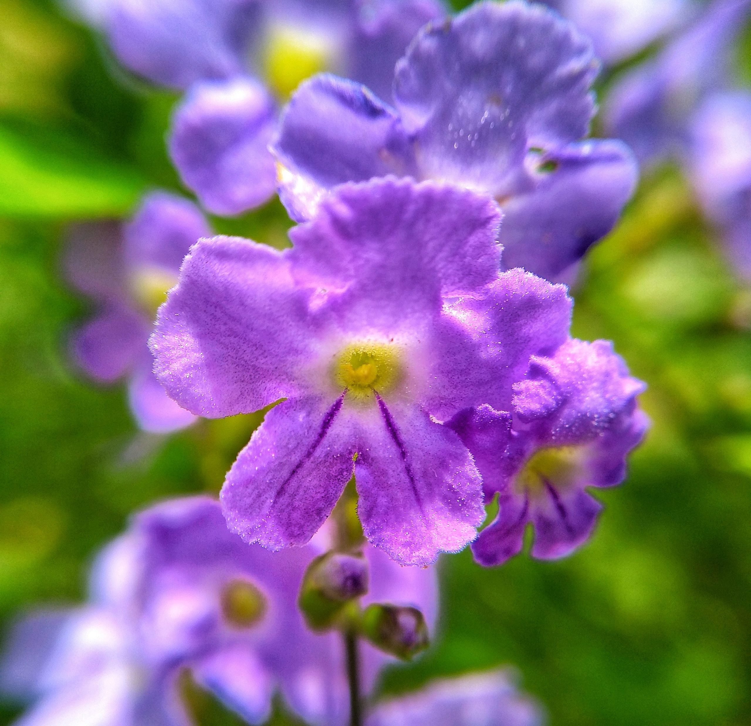 Blooming Lavenders
