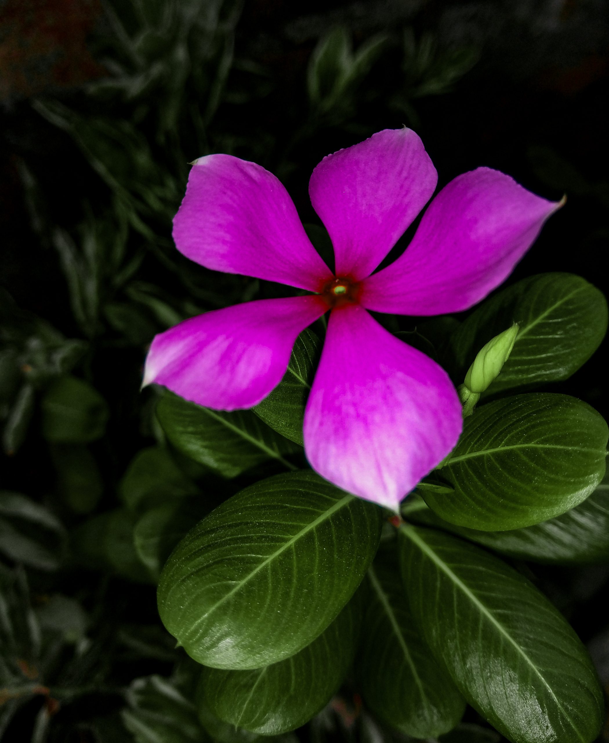 Blooming Pink Flower