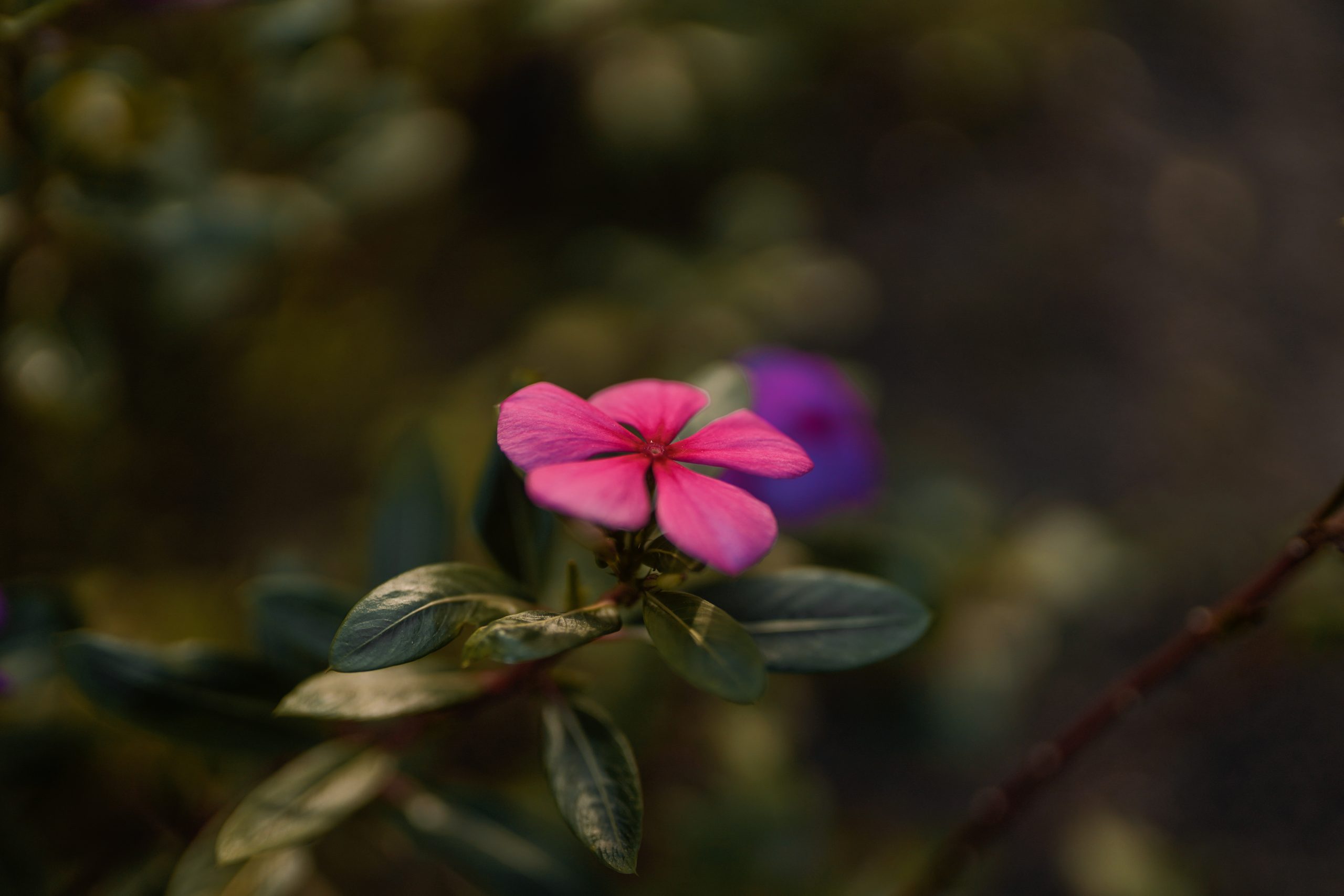 Blooming Pink Flower