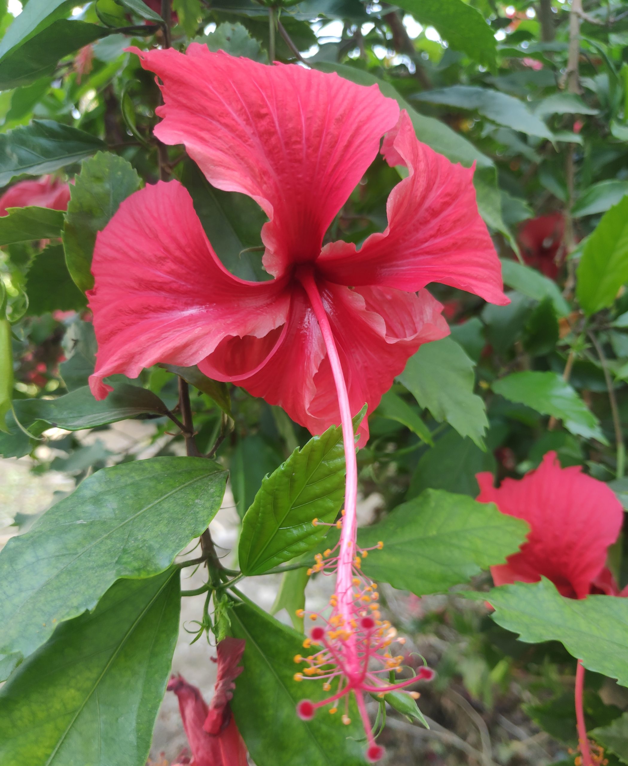 Blooming Red Hibiscus