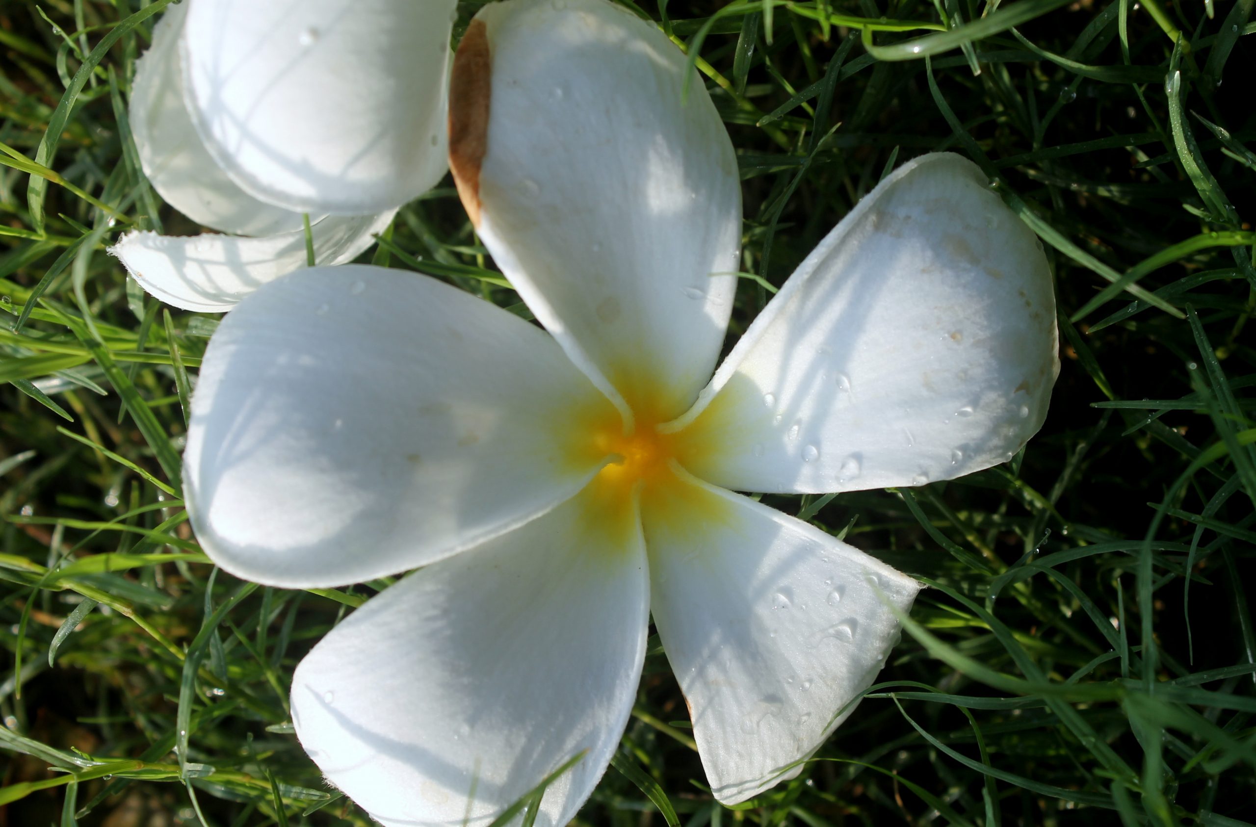 Blooming White Daisy