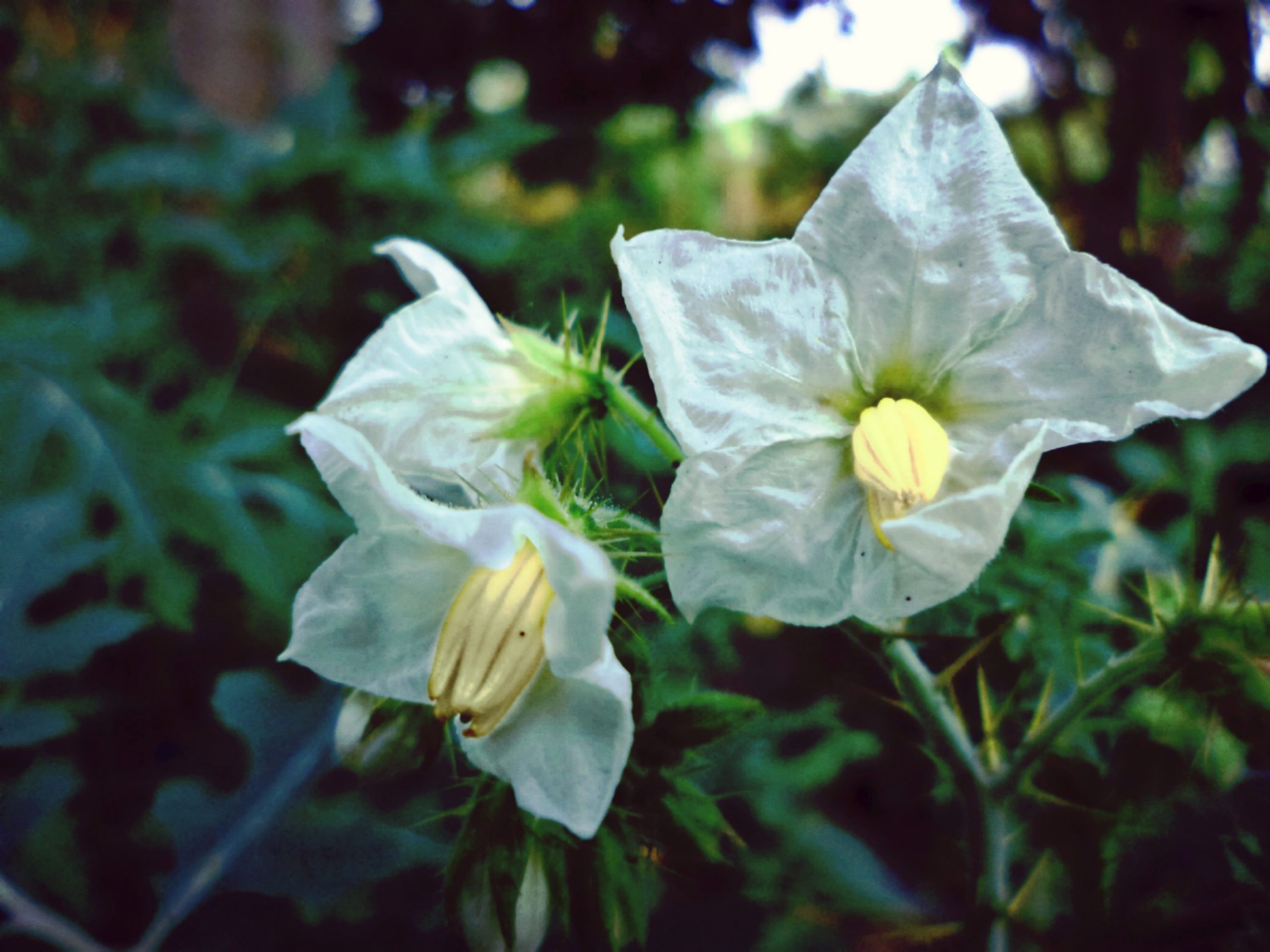 Blooming White Flower