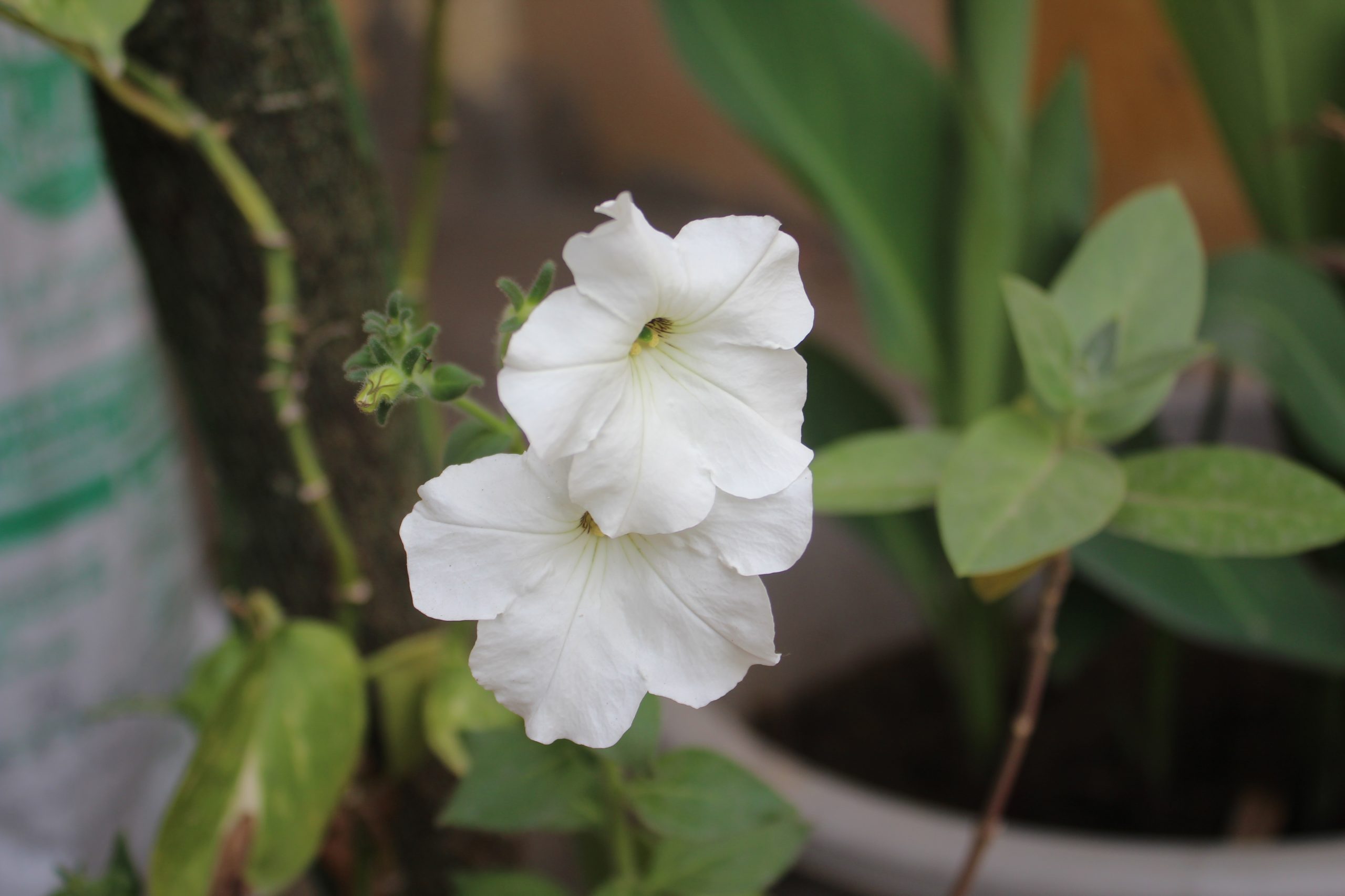 Blooming White Flower
