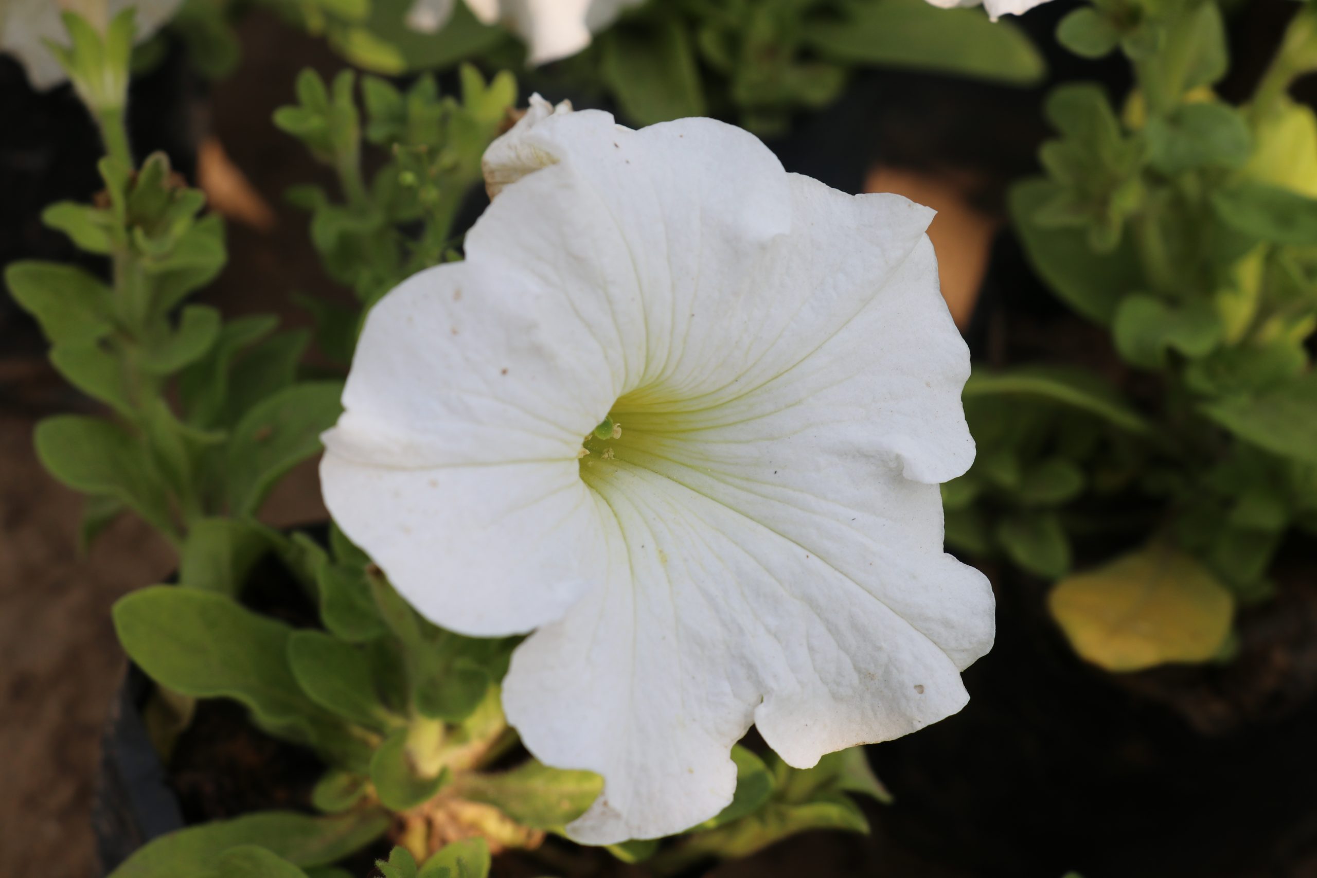 Blooming White flower