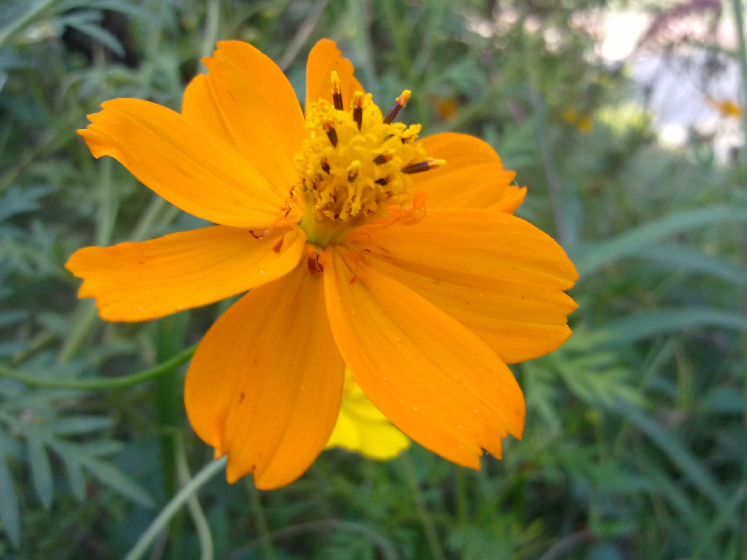 Blooming Yellow Daisy