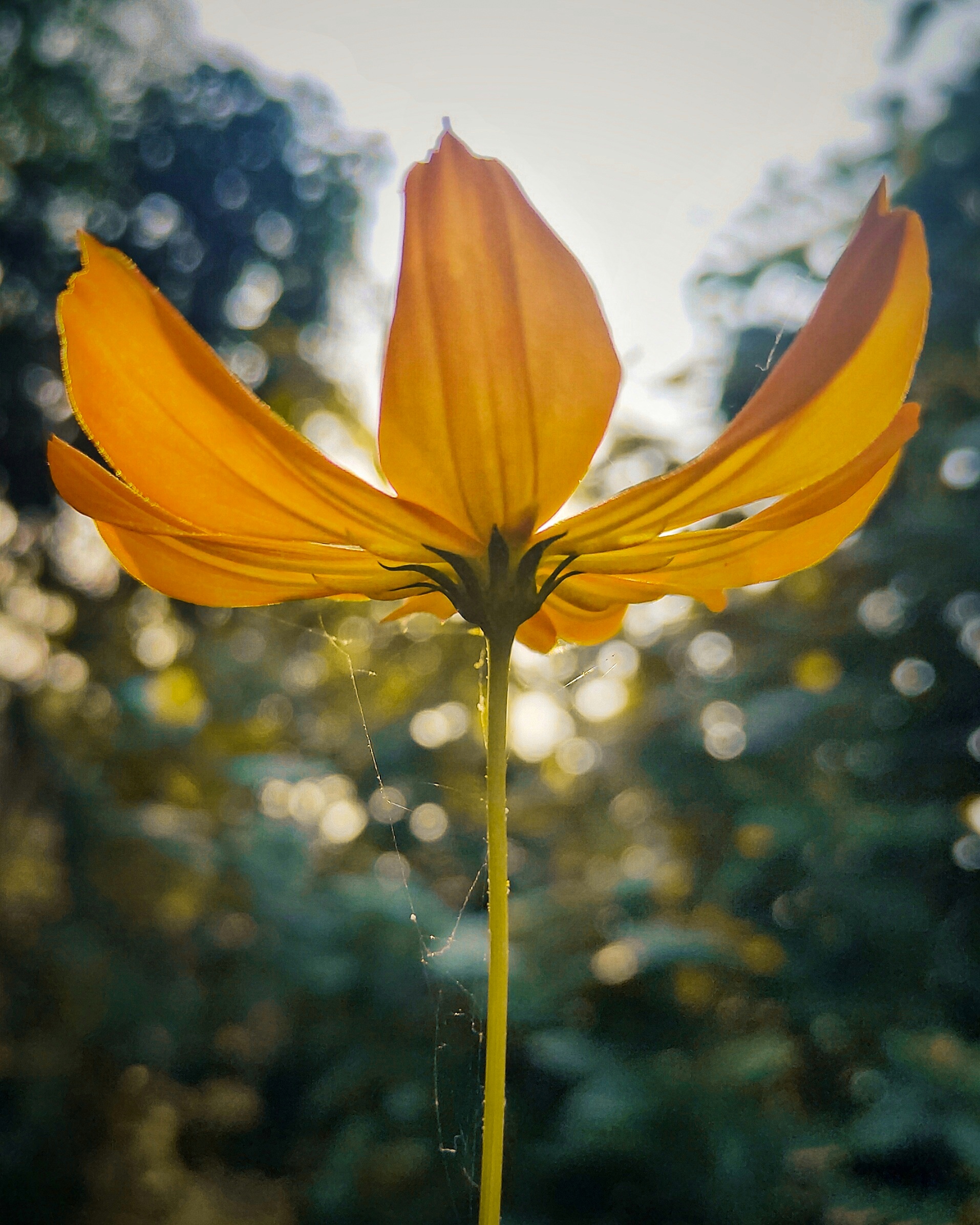 Blooming Yellow Lily