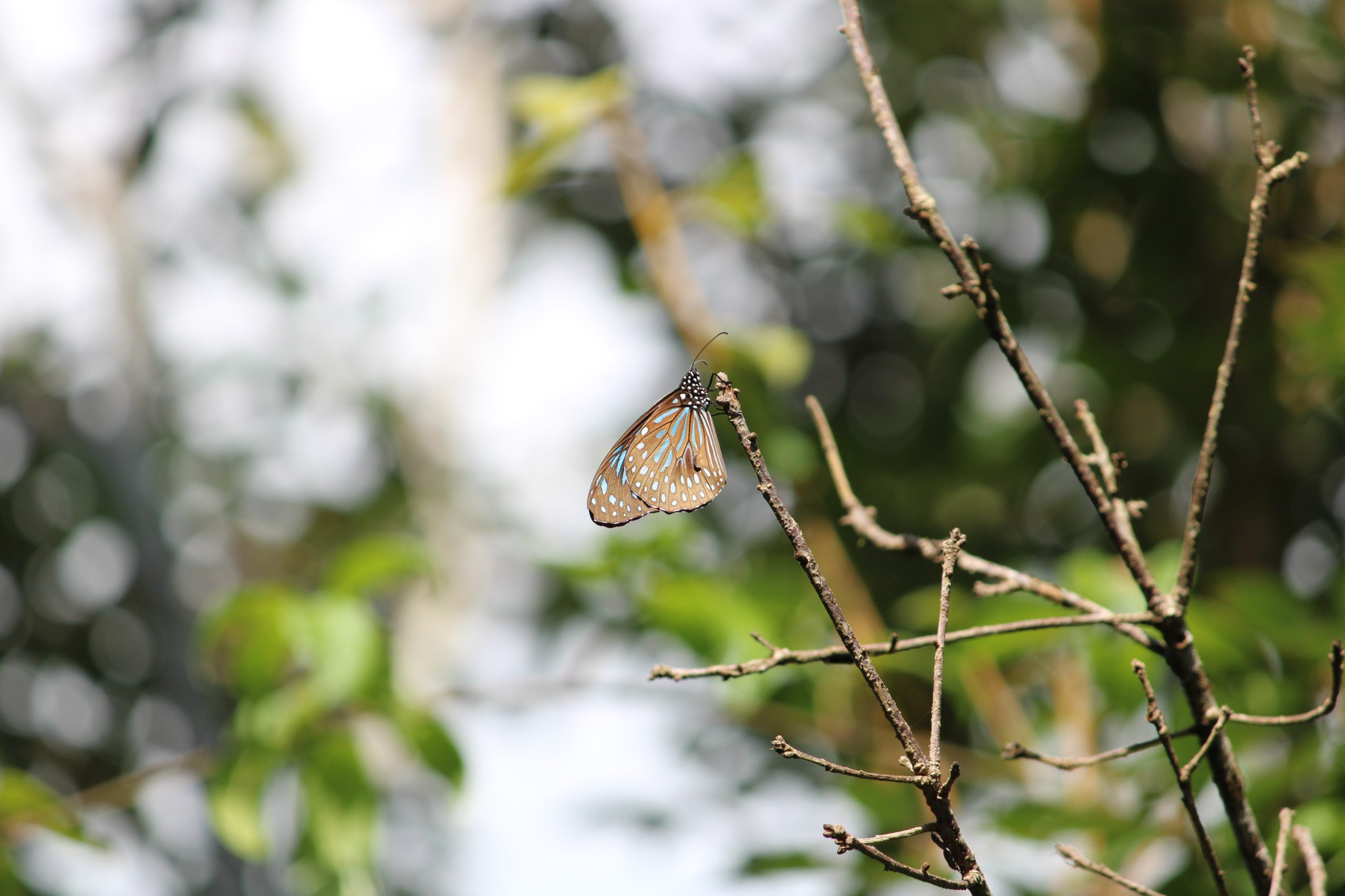 butterfly on a twig