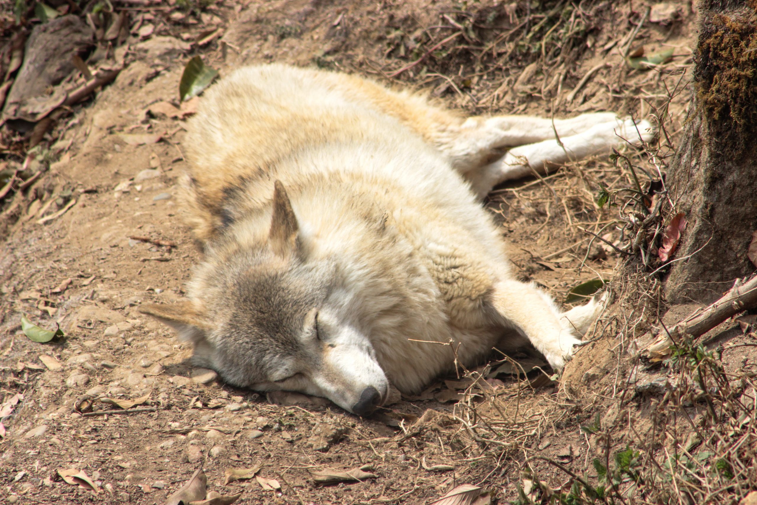 A sleeping wolf in zoo