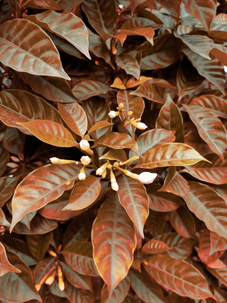 Brown Leaves With Flowers Pixahive