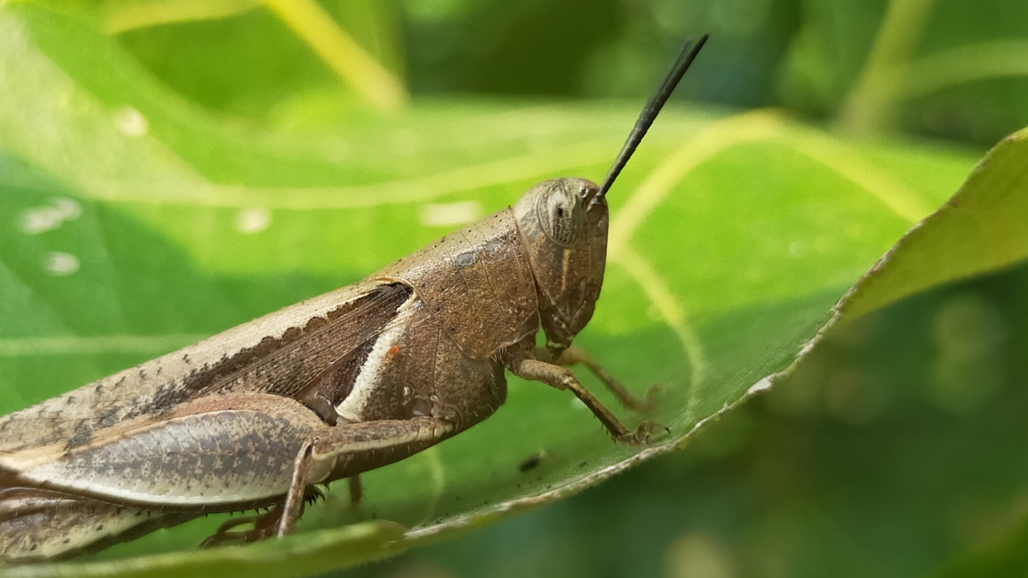 grasshopper on a leaf