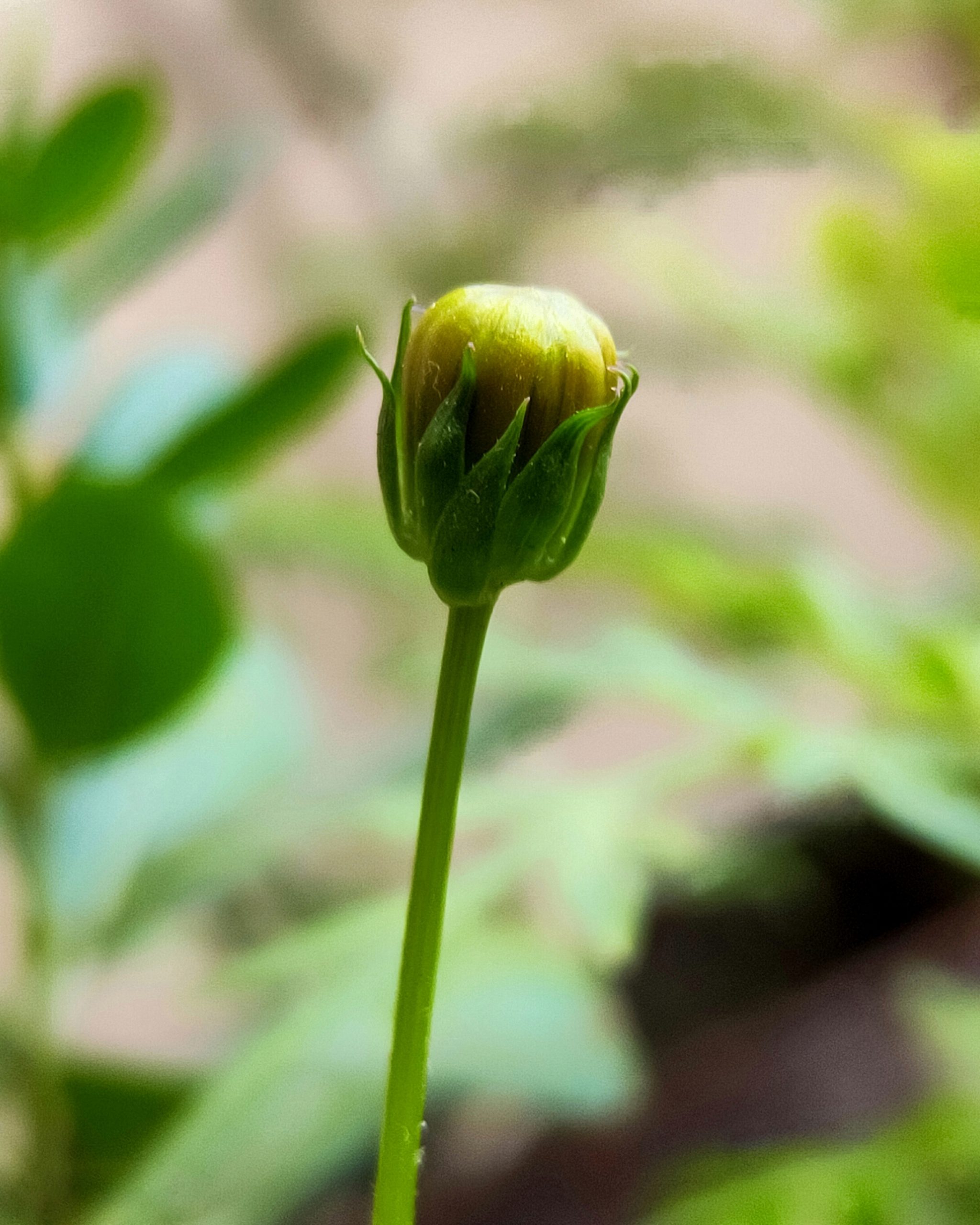 Flower Bud