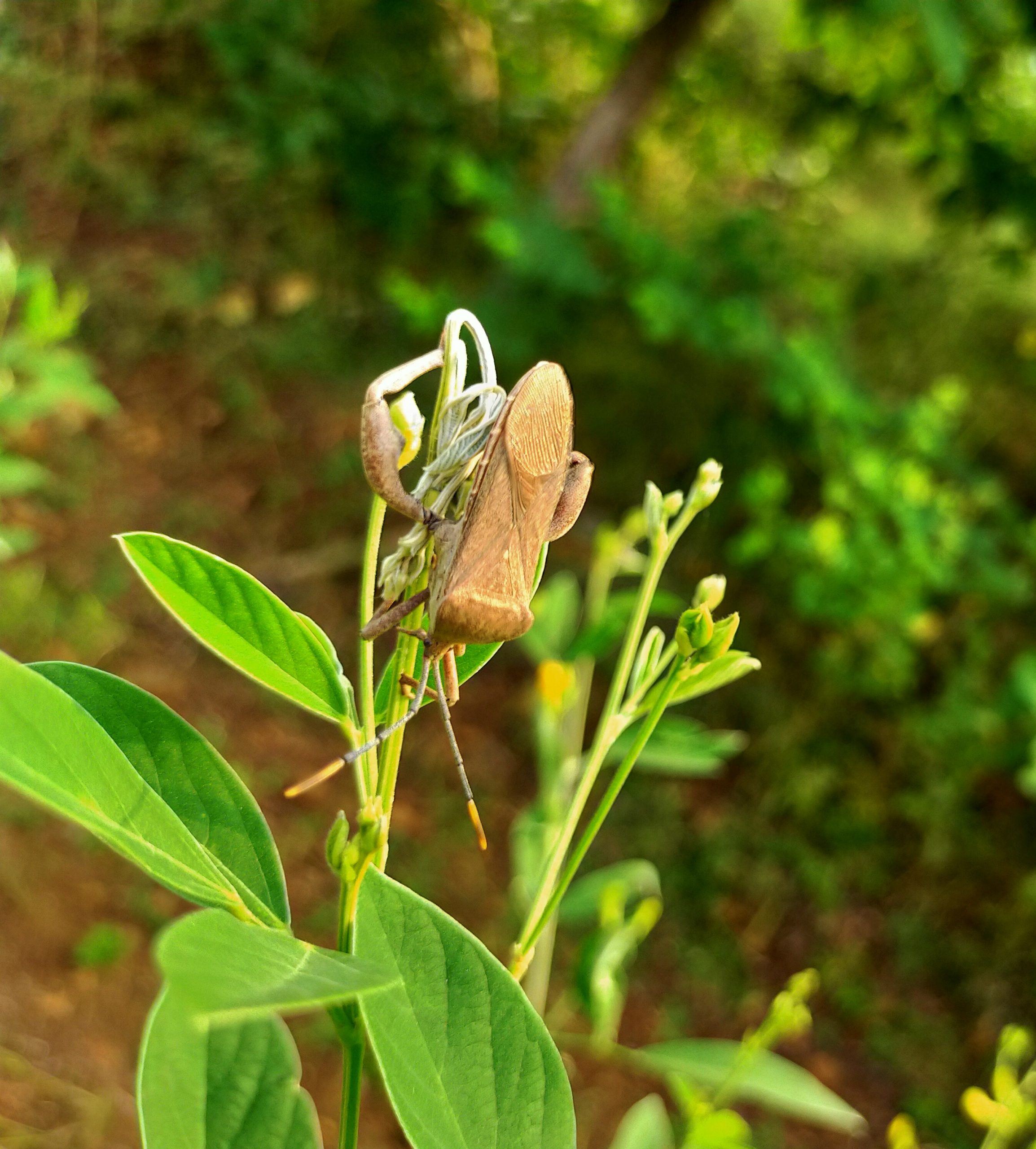 Beetle on plant