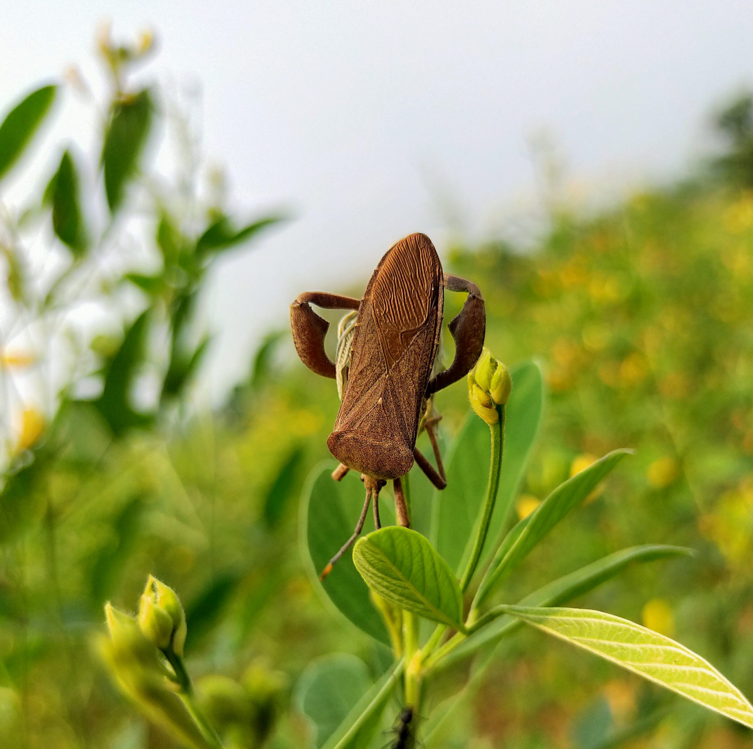 Bug on plant