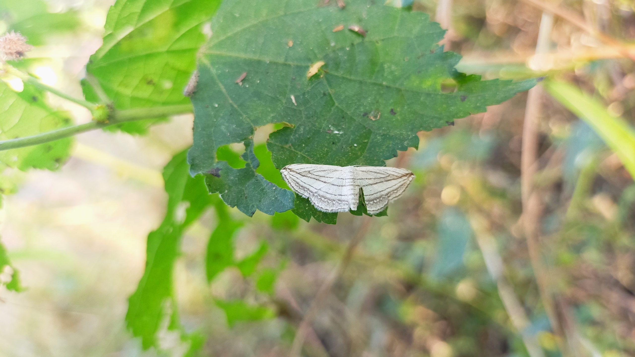 butterfly on a leaf