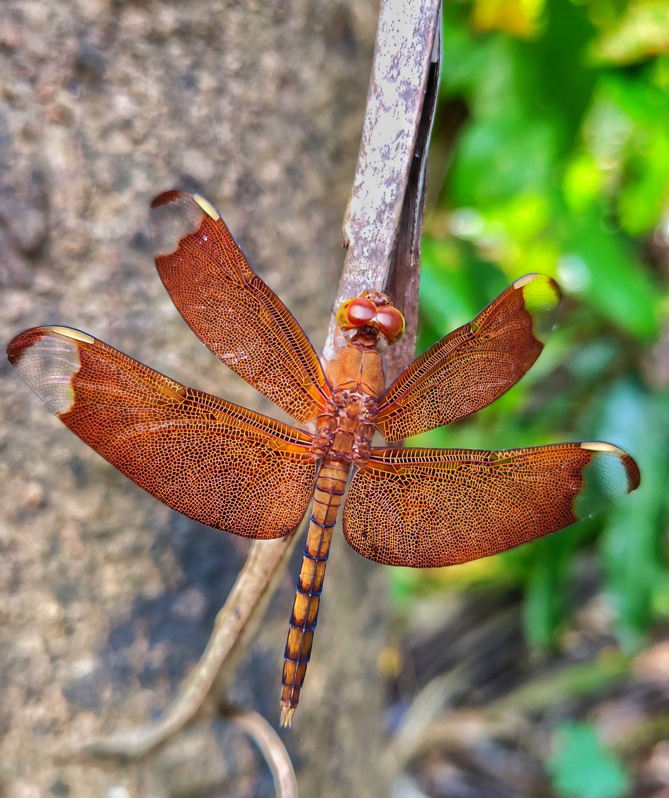 Dragonfly