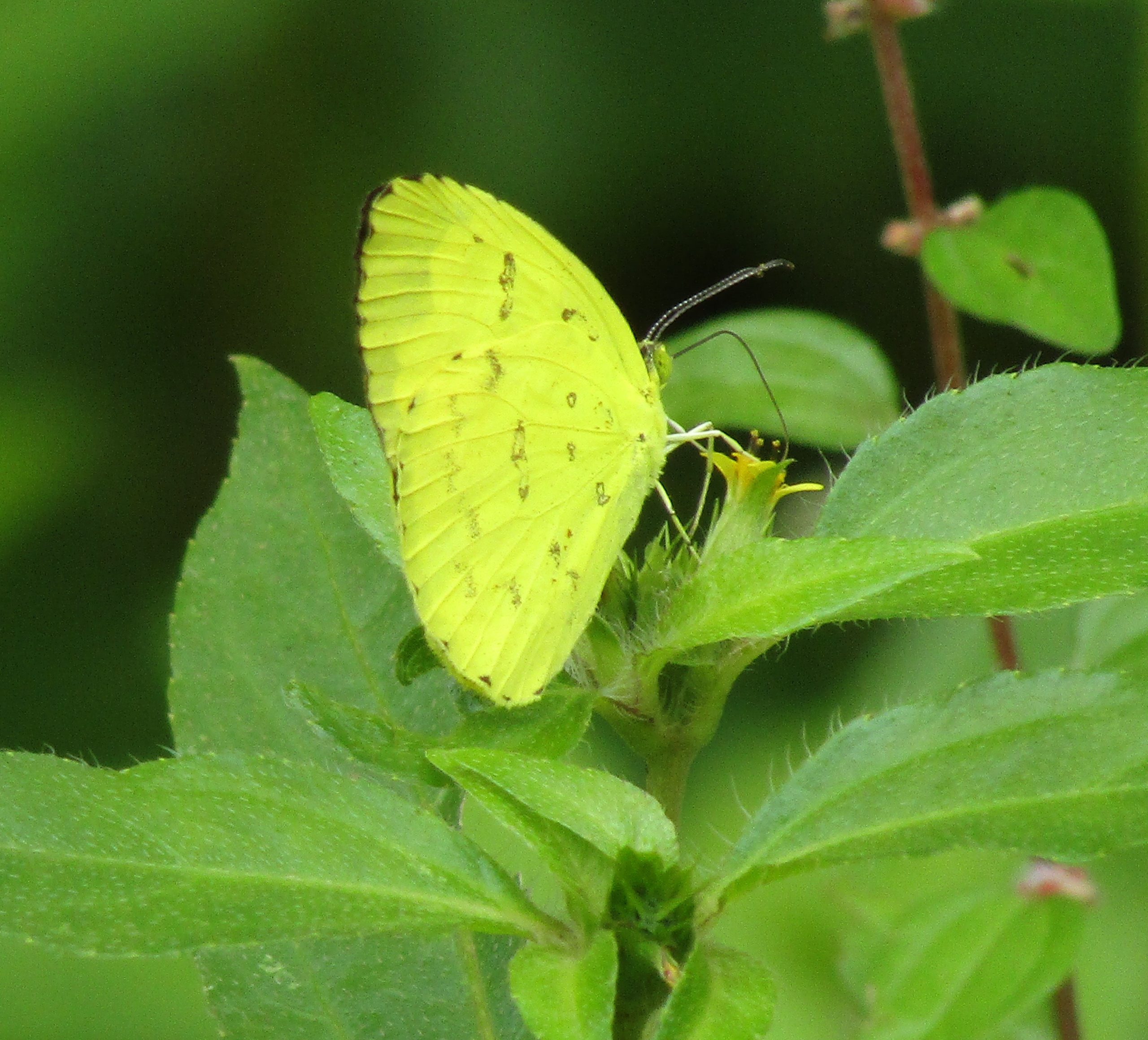 A yellow butterfly on a leaf.