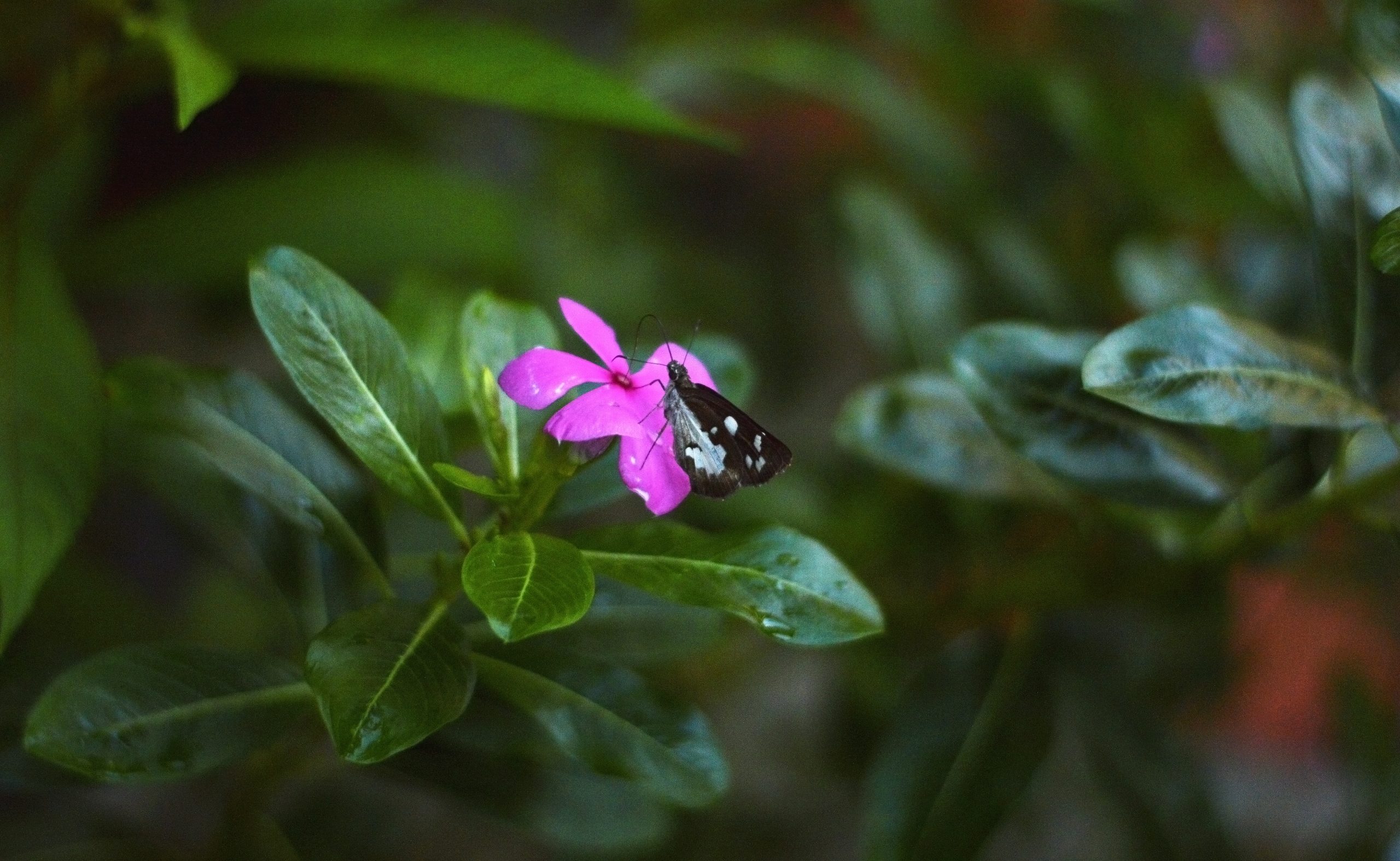 butterfly on a flower