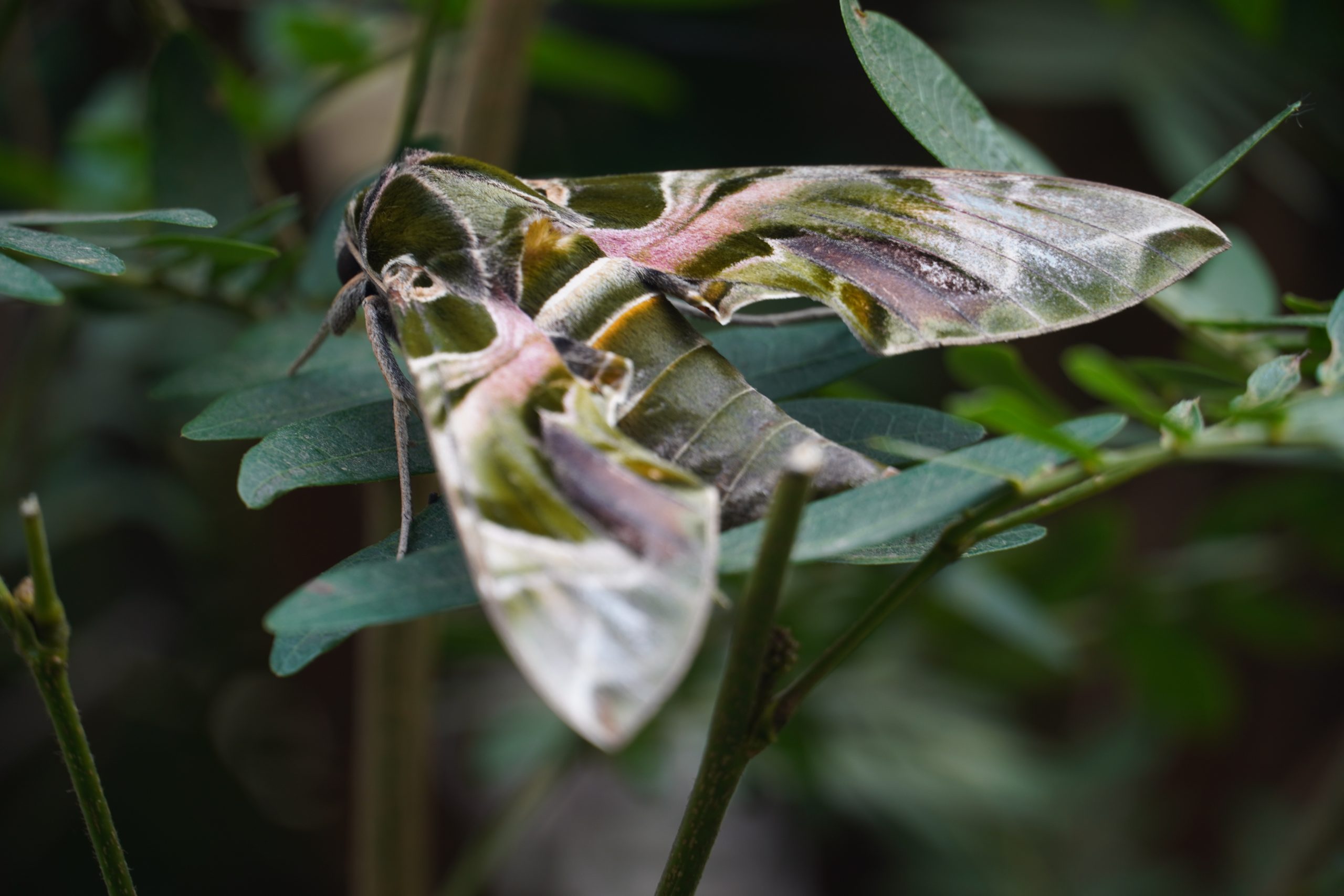 butterfly on a leaf