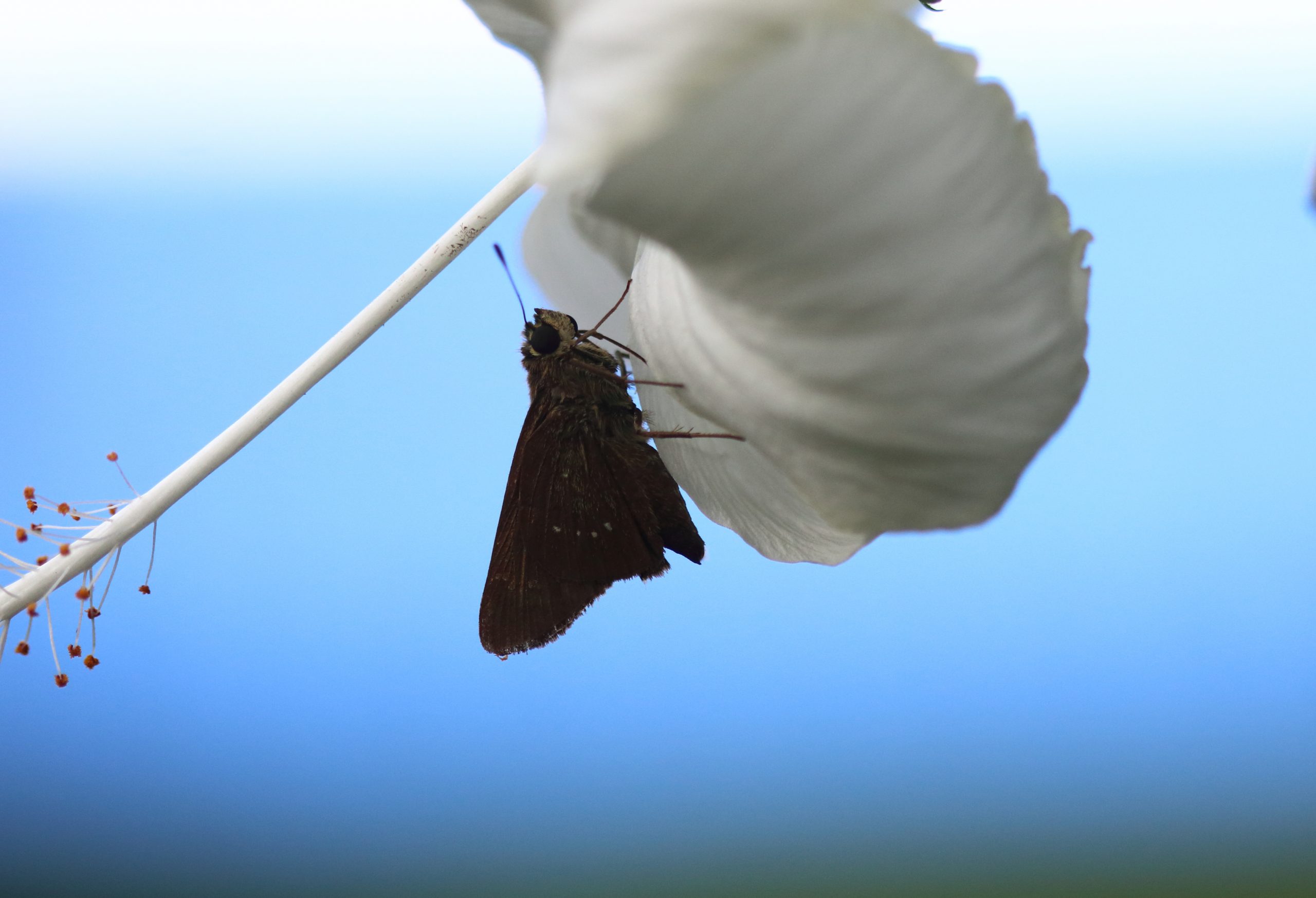 butterfly on flower