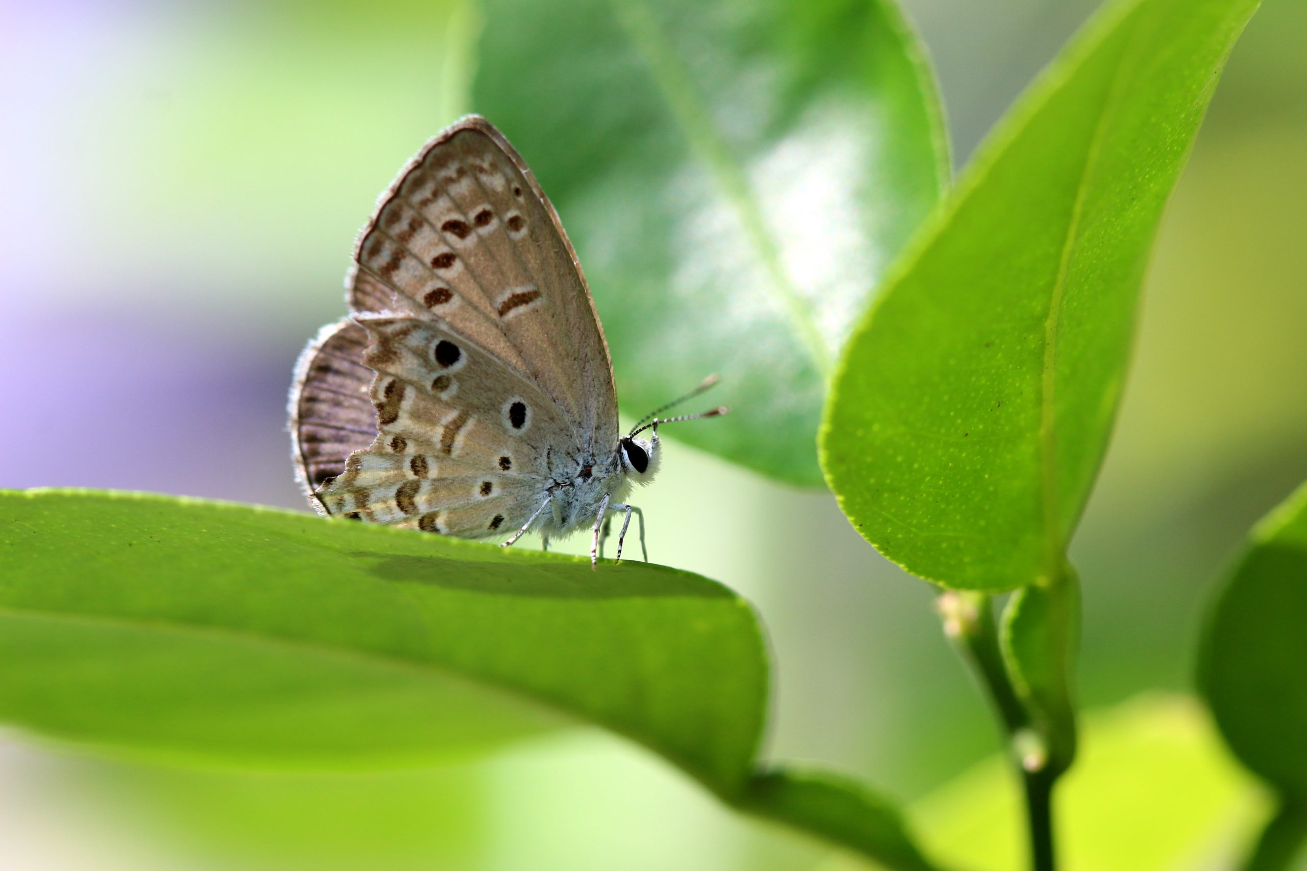 butterfly on leaf