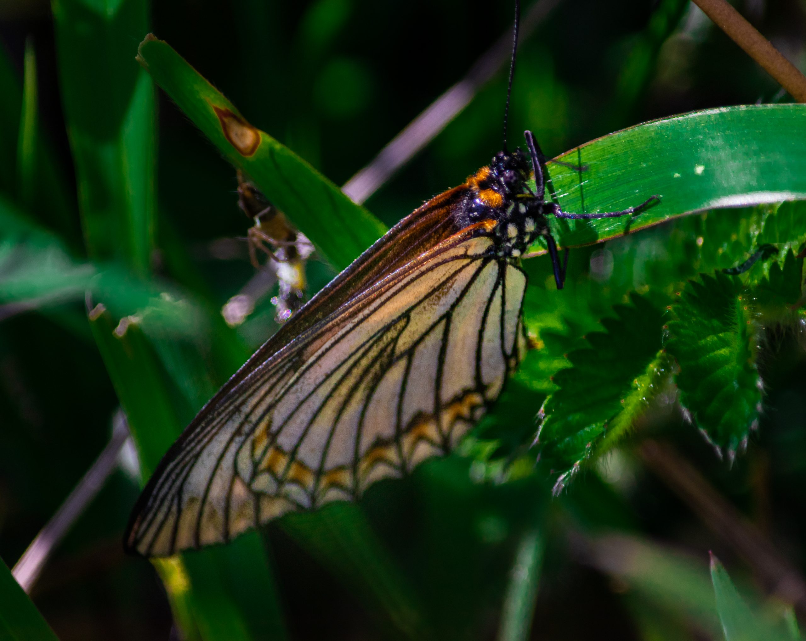 butterfly on leaf