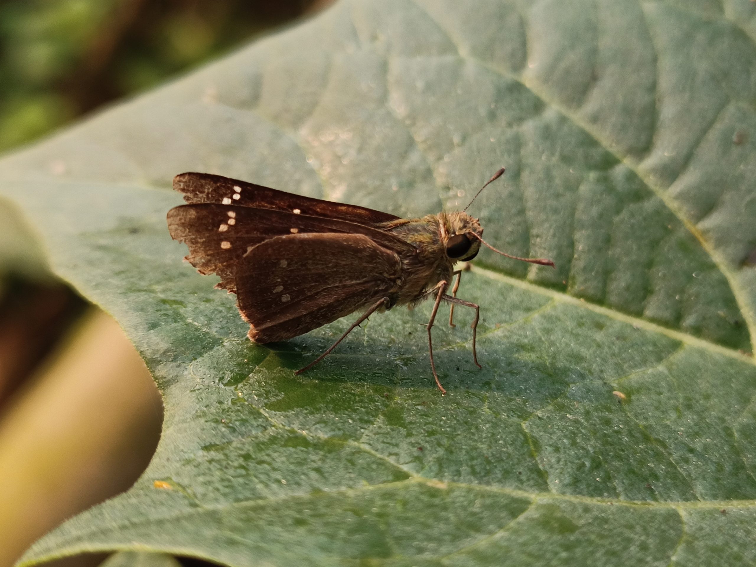 butterfly on leaf