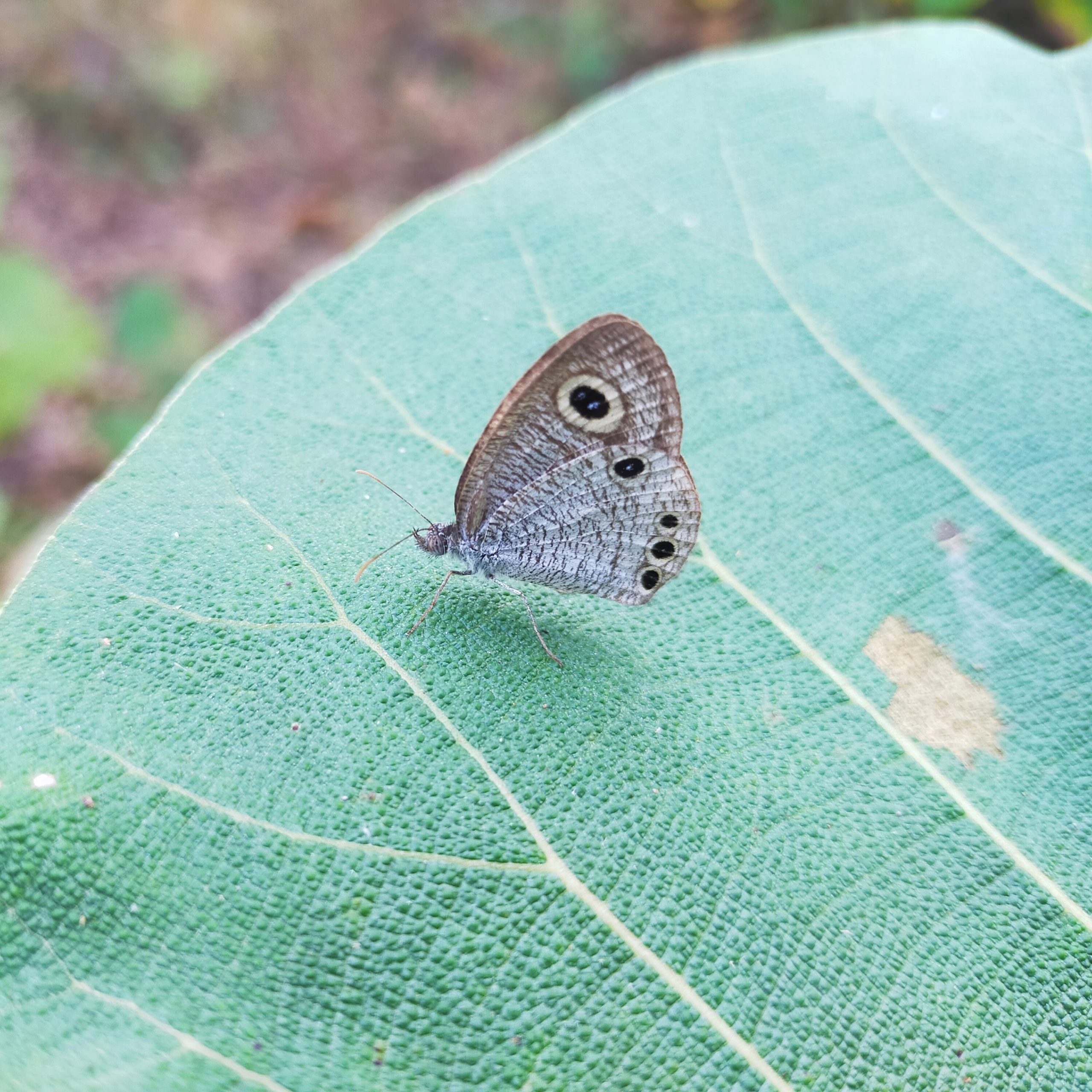 butterfly on leaf