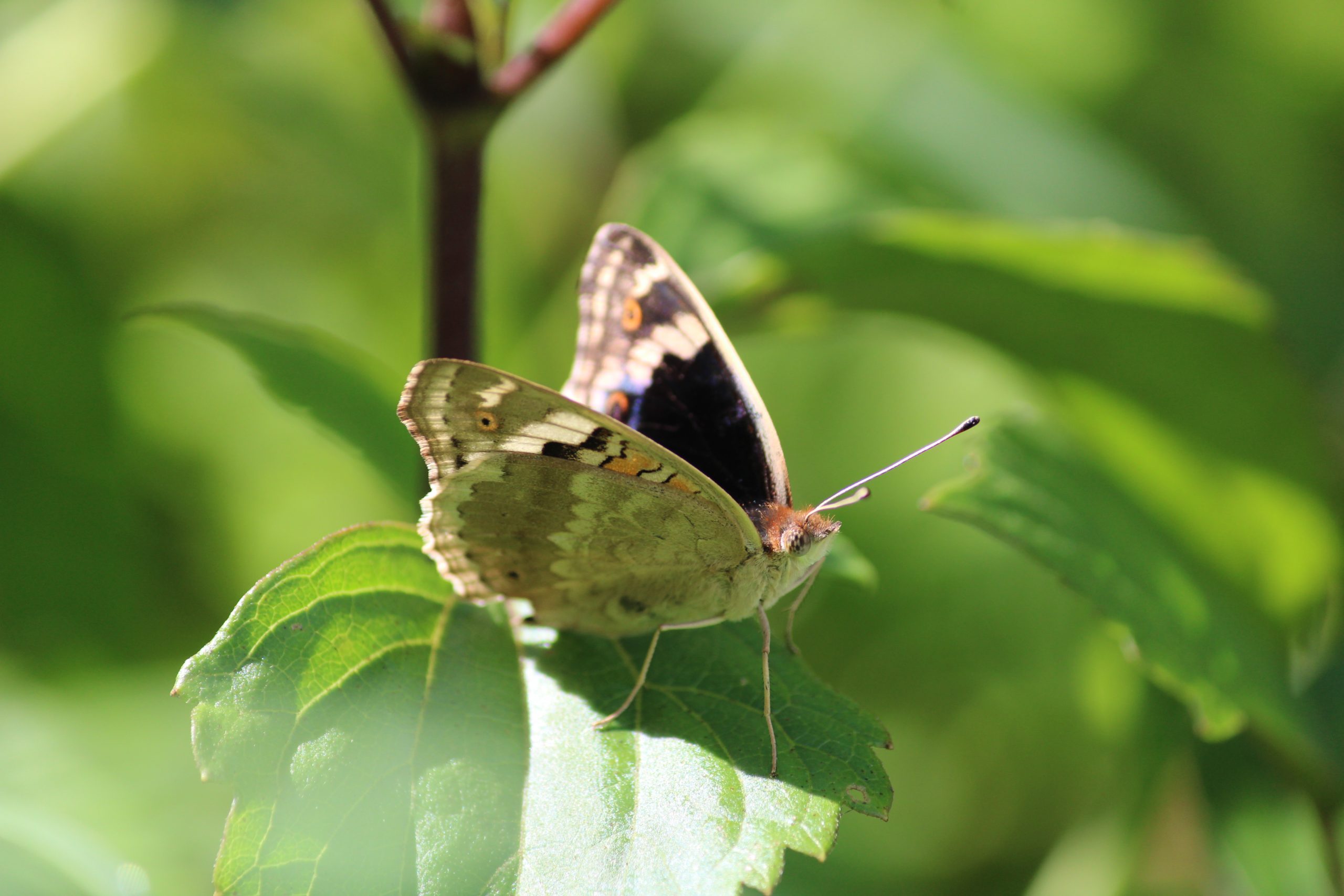 Butterfly Close Up