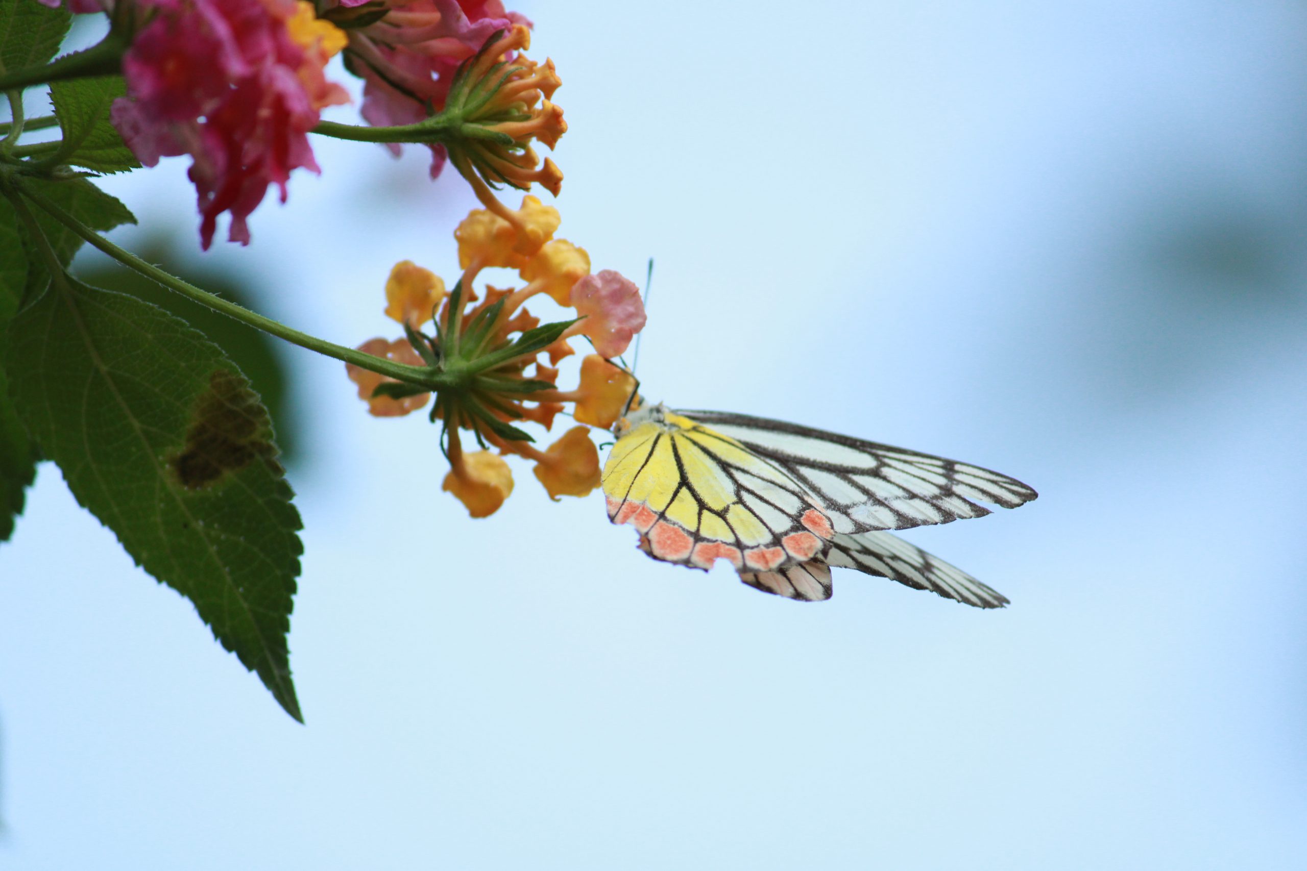 Butterfly Close-up