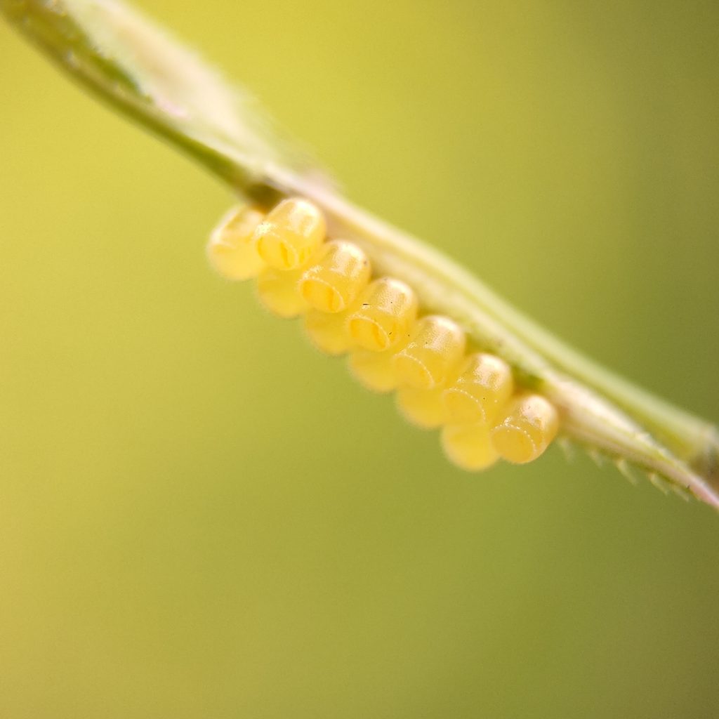 Butterfly Eggs Under A Leaf Pixahive