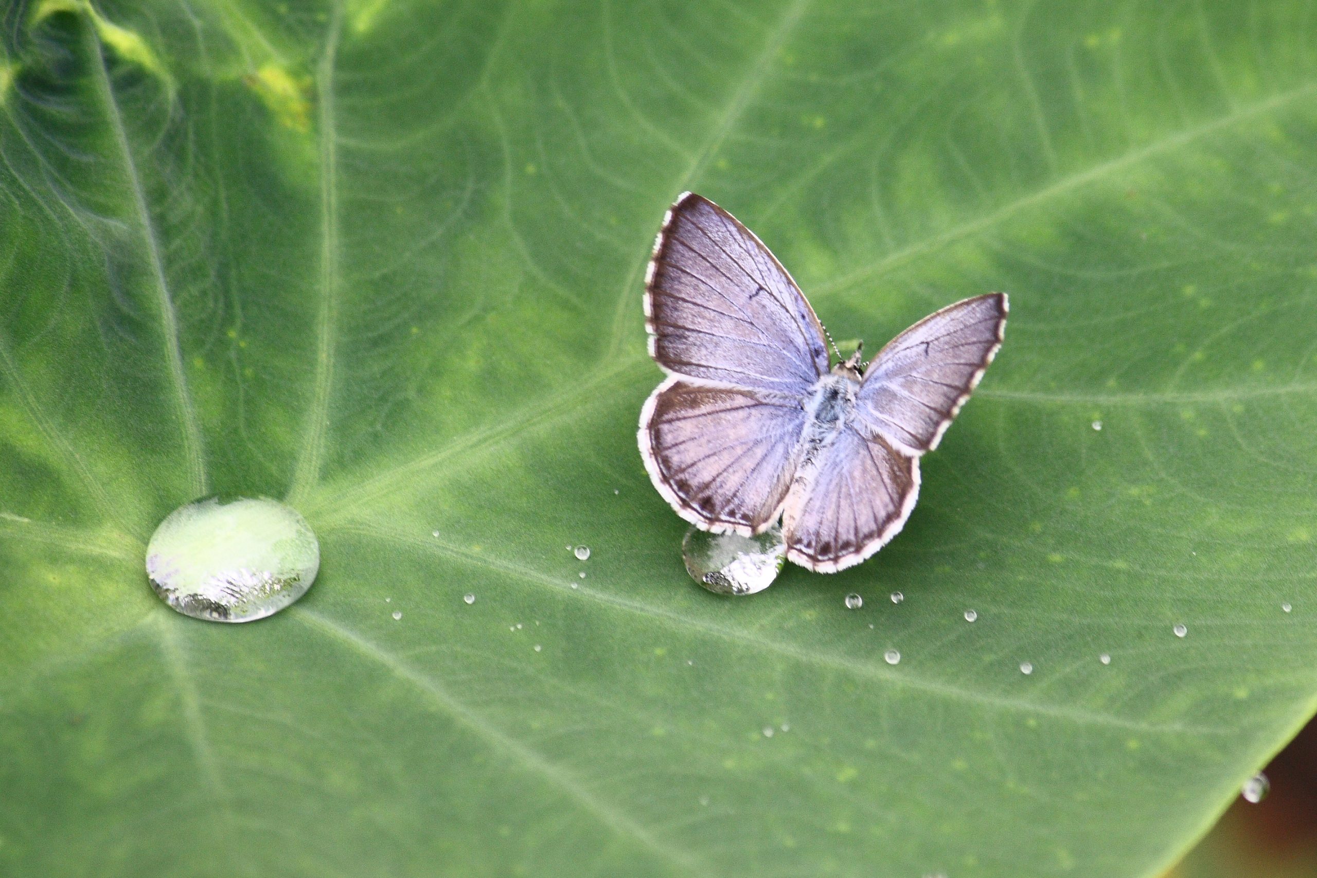 Butterfly on leaf