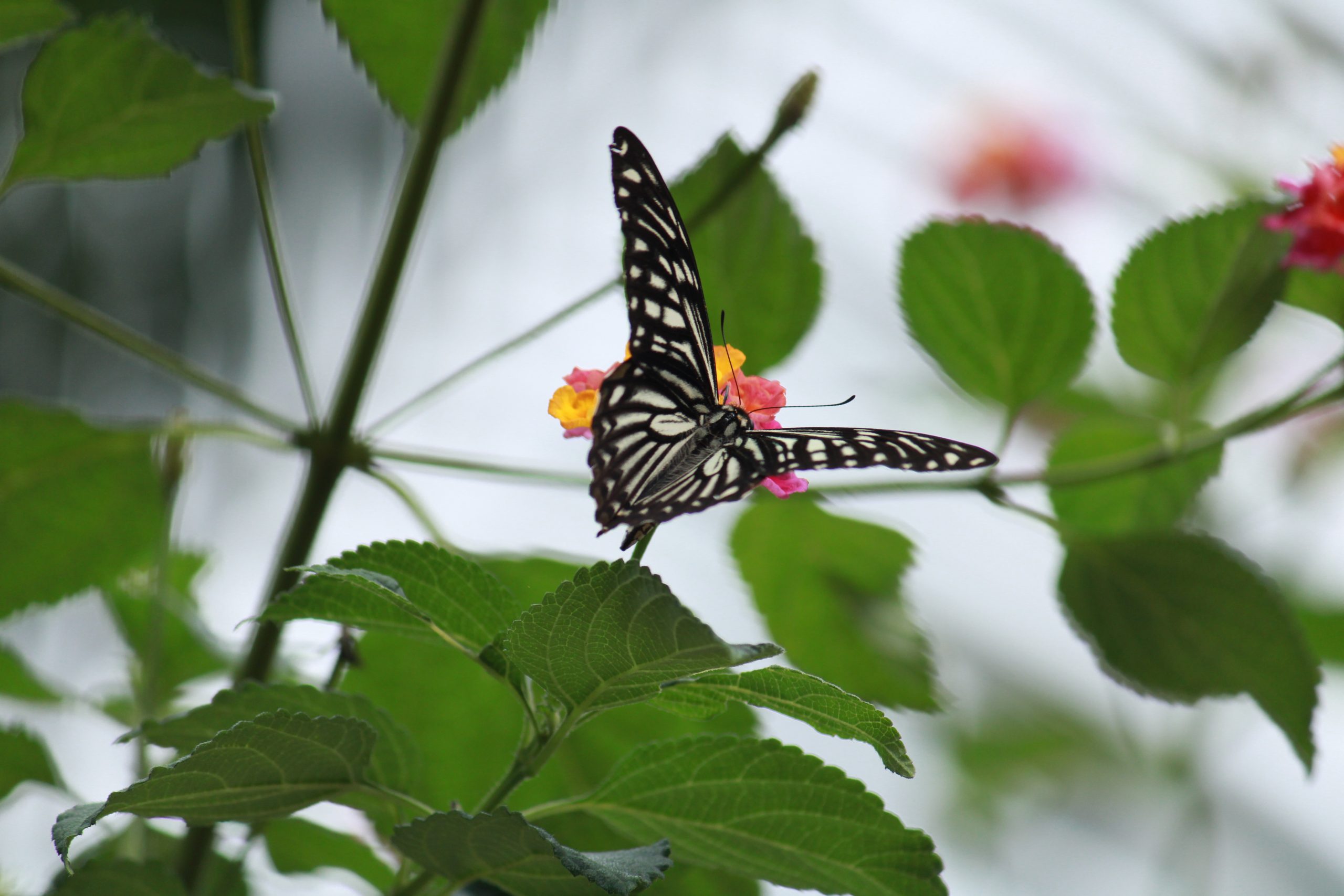 butterfly on flower